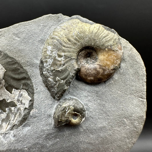 Eleganticeras Elegantulum ammonite fossil with box and stand - Whitby, North Yorkshire Jurassic Coast, Yorkshire Fossils
