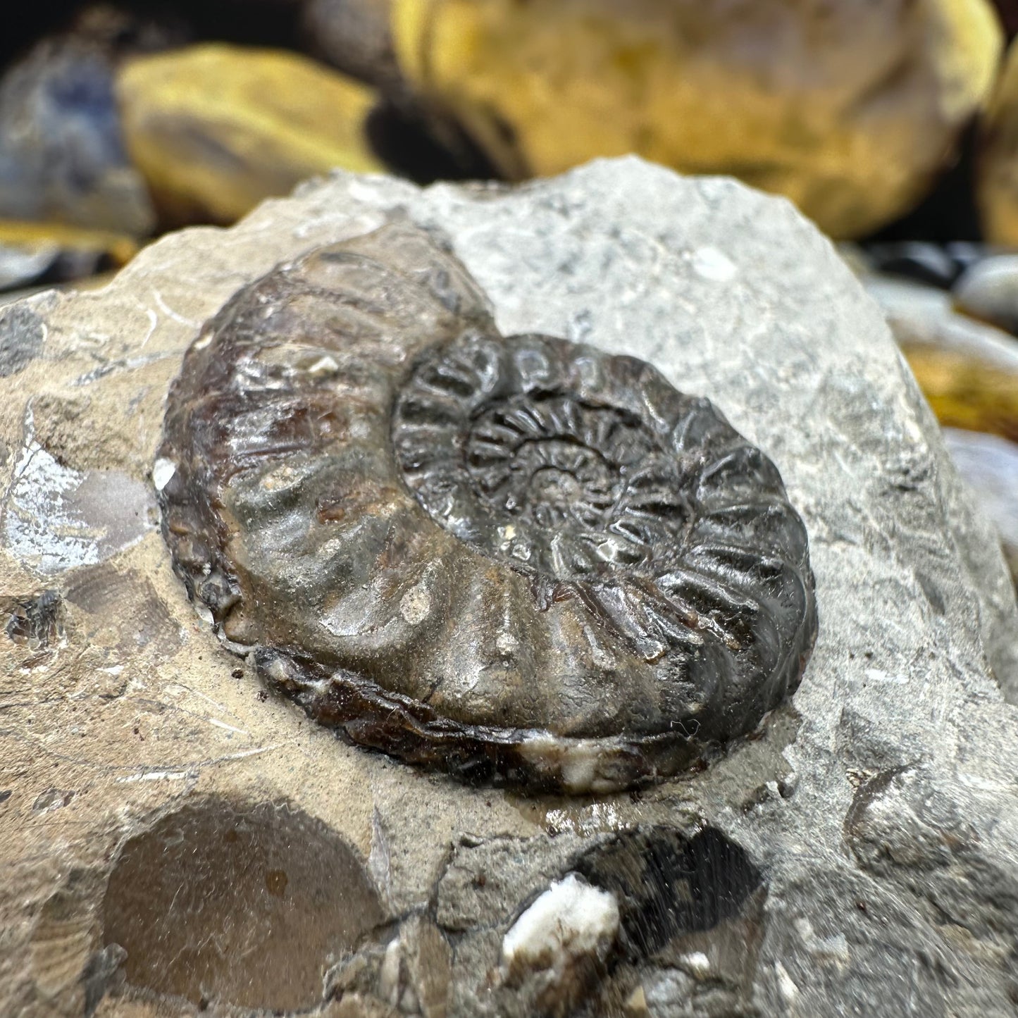 Amaltheus subnodosus ammonite fossil - Whitby, North Yorkshire Jurassic Coast, Yorkshire Fossils