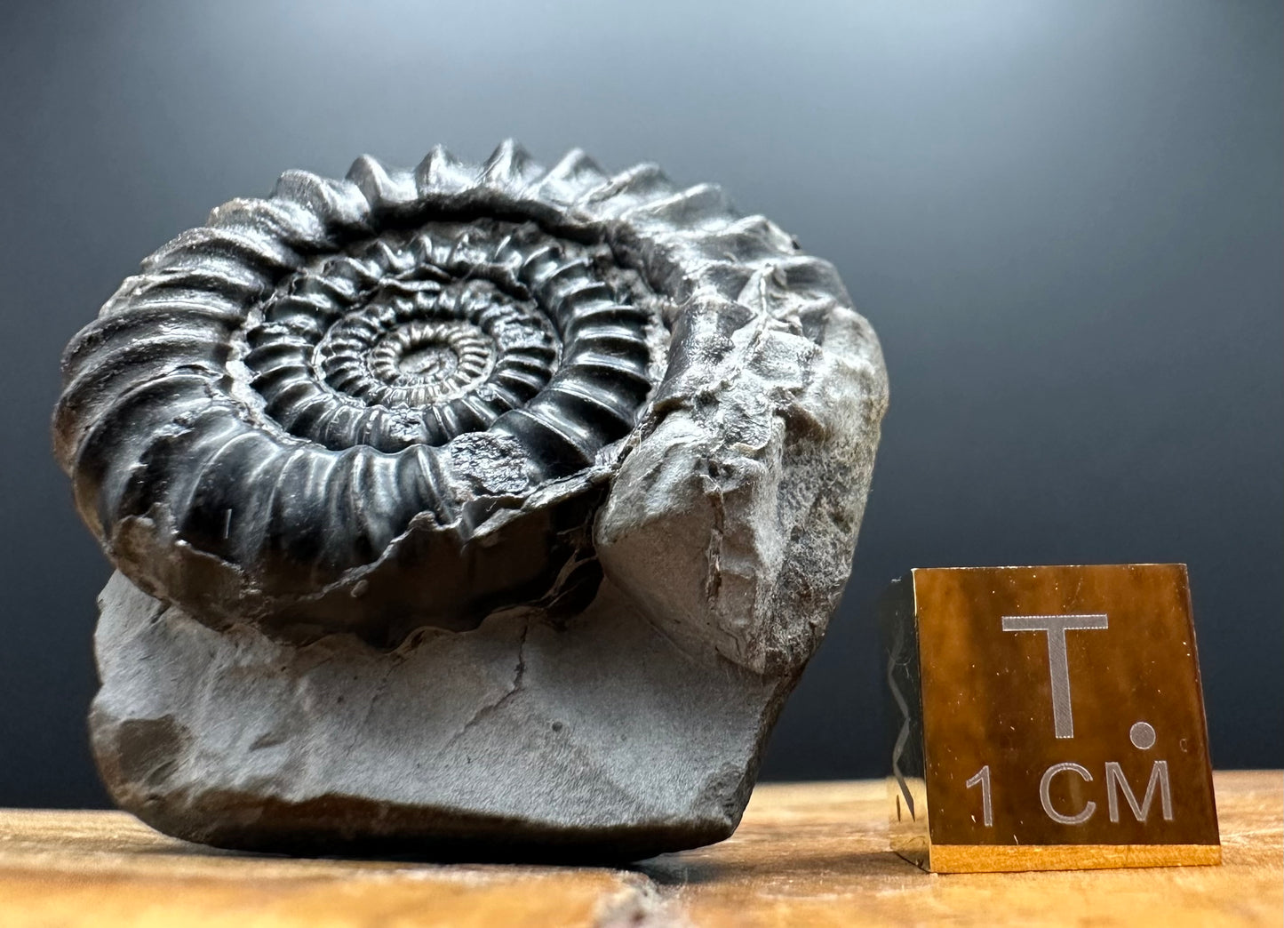 Gagaticeras Ammonite fossil with box and stand - Whitby, North Yorkshire Jurassic Coast Yorkshire Fossils