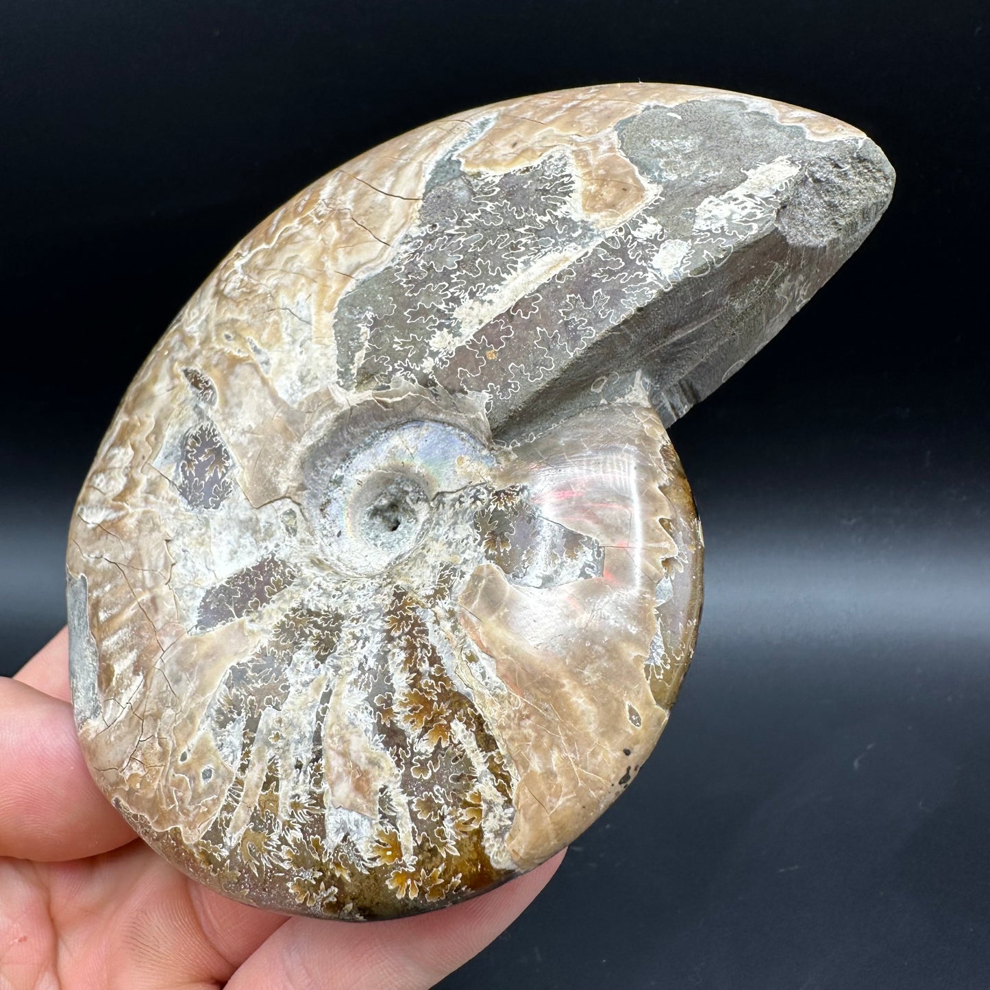 Cleoniceras Ammonite Fossil With Box And Stand - Cretaceous Ammonite Madagascar