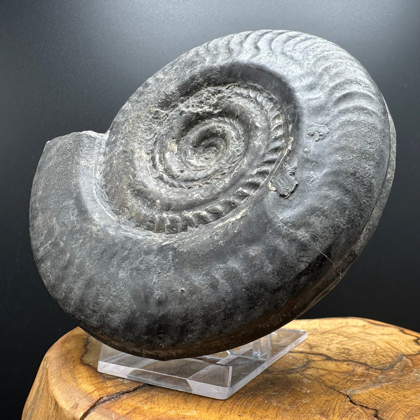 Hildoceras Bifrons Ammonite fossil with stand - Whitby, North Yorkshire Jurassic Coast, Yorkshire Fossils from the Jurassic Coast