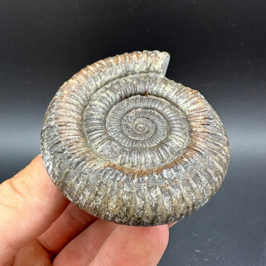 Dactylioceras Ammonite Fossil With Box And Stand - Whitby, North Yorkshire Jurassic Coast Yorkshire Fossils