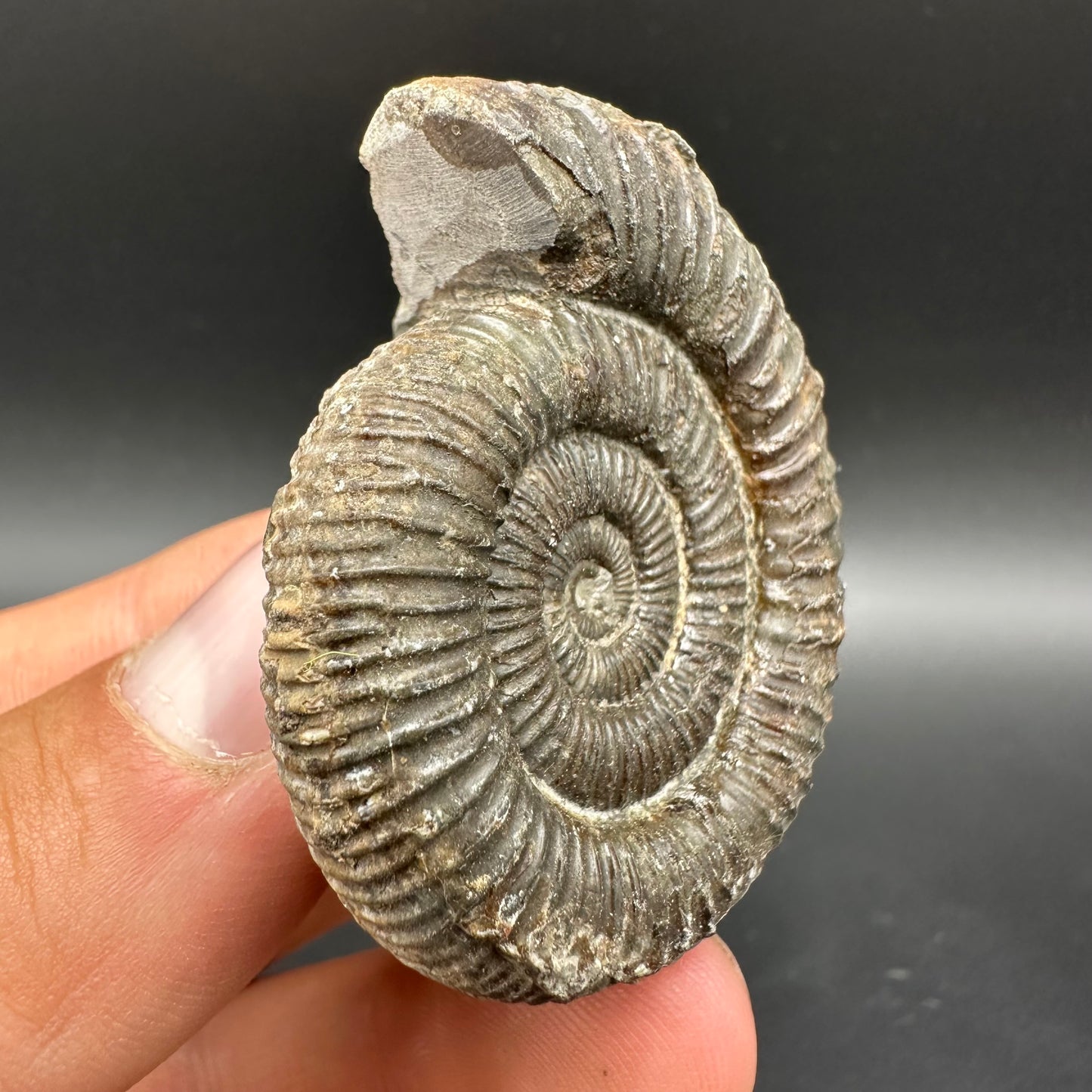Dactylioceras Ammonite Fossil With Box And Stand - Whitby, North Yorkshire Jurassic Coast Yorkshire Fossils