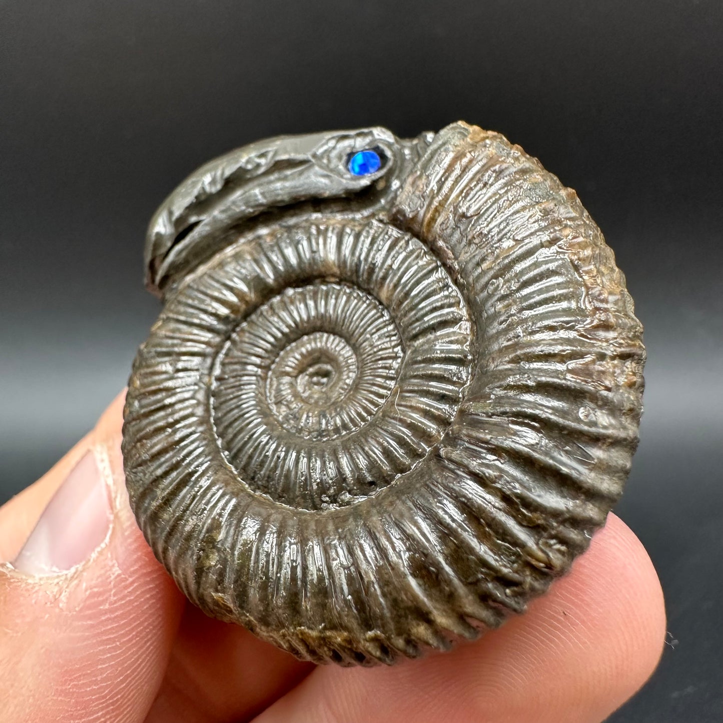 Snakestone Ammonite Fossil With Bag/Box And Stand - Whitby, North Yorkshire Jurassic Coast Yorkshire Fossils