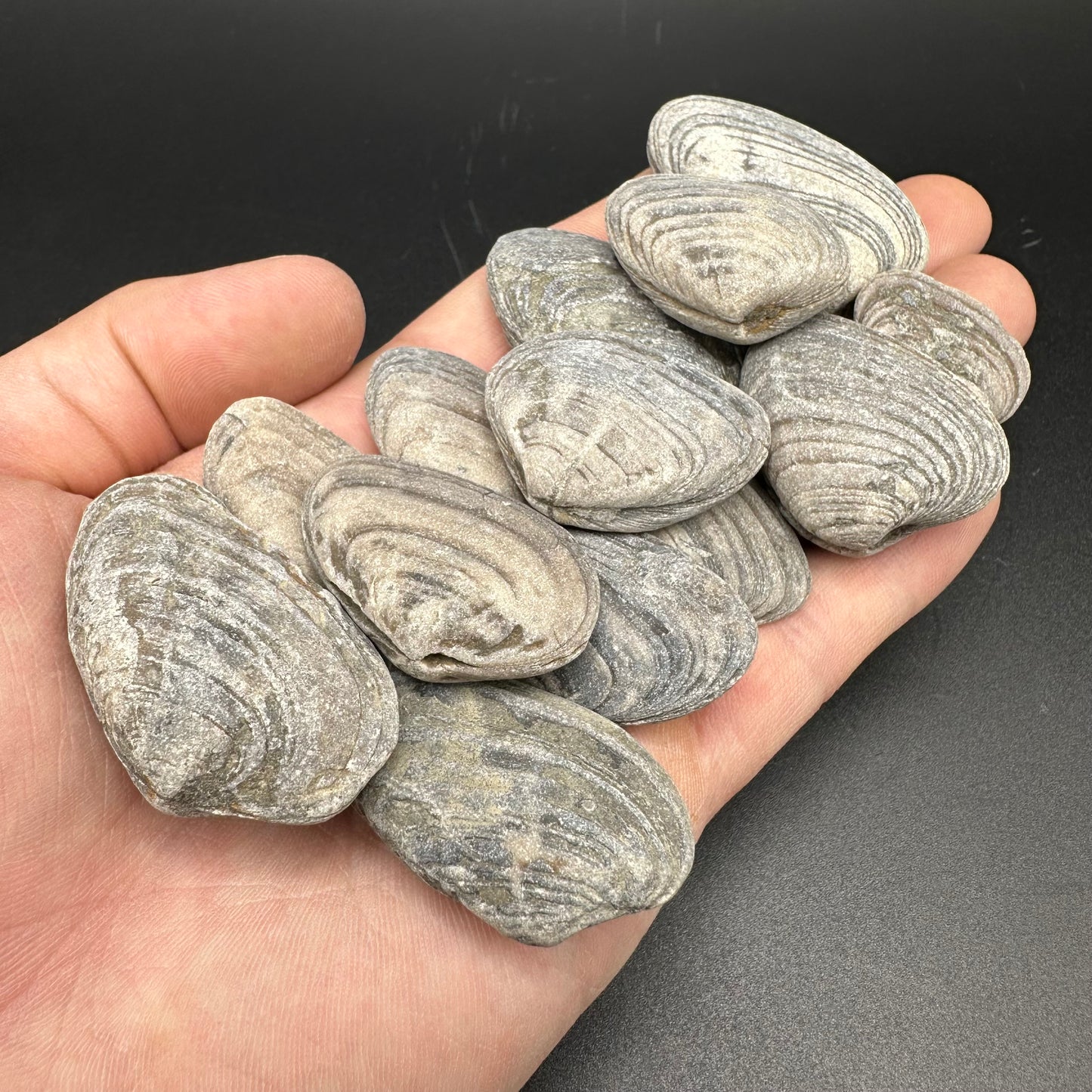 Junior Jurassic Jumble - Yorkshire Fossils Mystery Variety Fossil Bag - Whitby, North Yorkshire Jurassic Coast