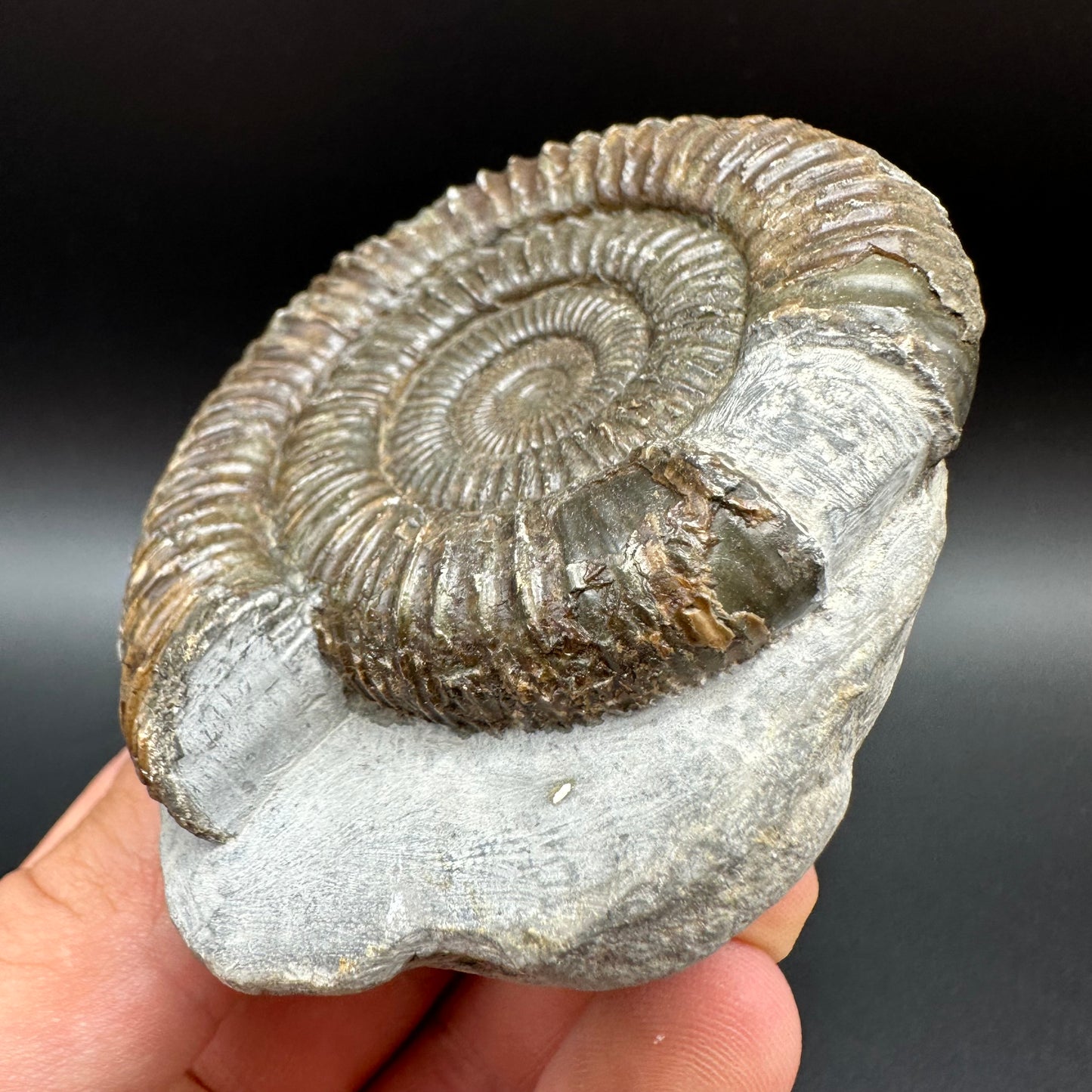 Dactylioceras Ammonite Fossil With Box And Stand - Whitby, North Yorkshire Jurassic Coast Yorkshire Fossils