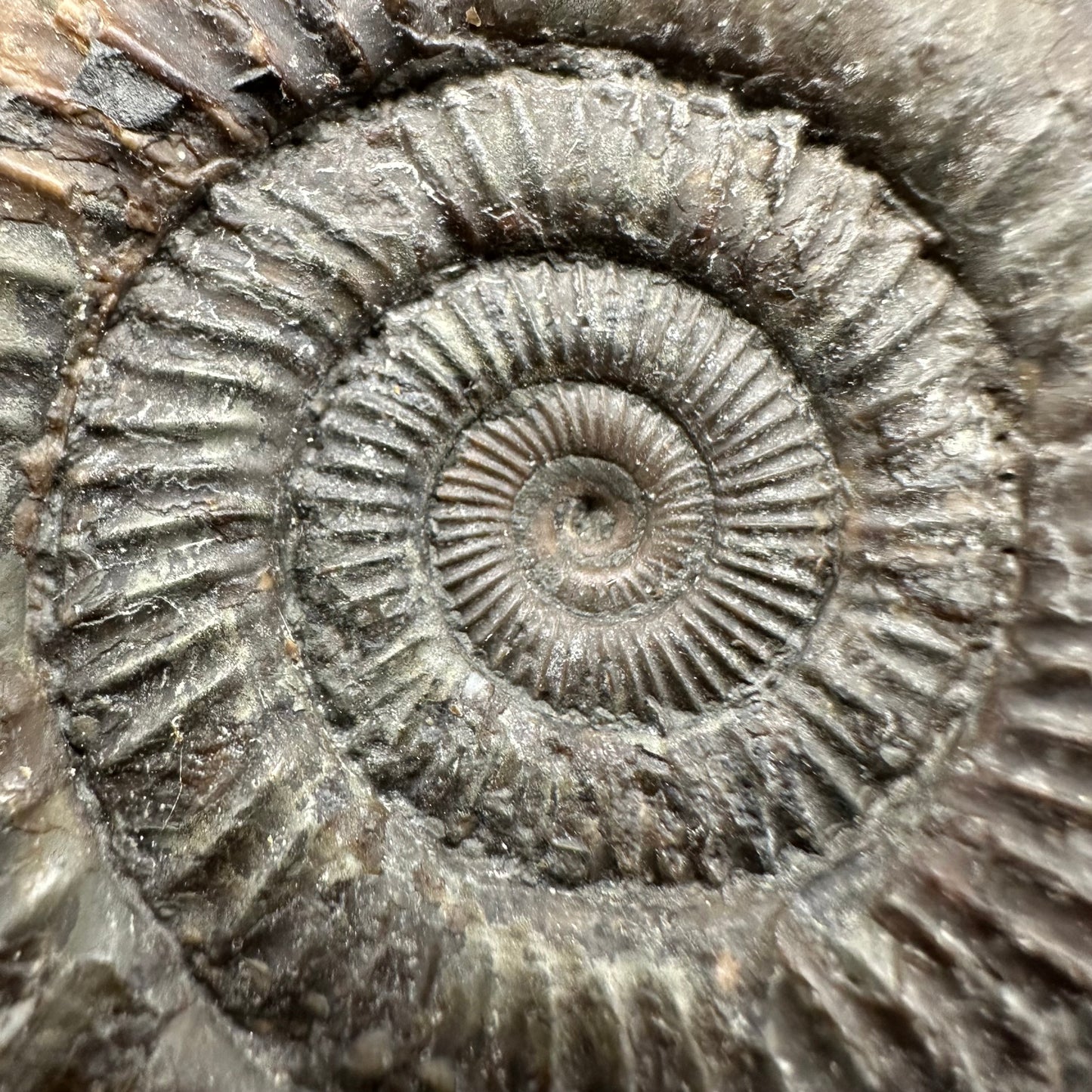 Dactylioceras Ammonite Fossil With Box And Stand - Whitby, North Yorkshire Jurassic Coast Yorkshire Fossils