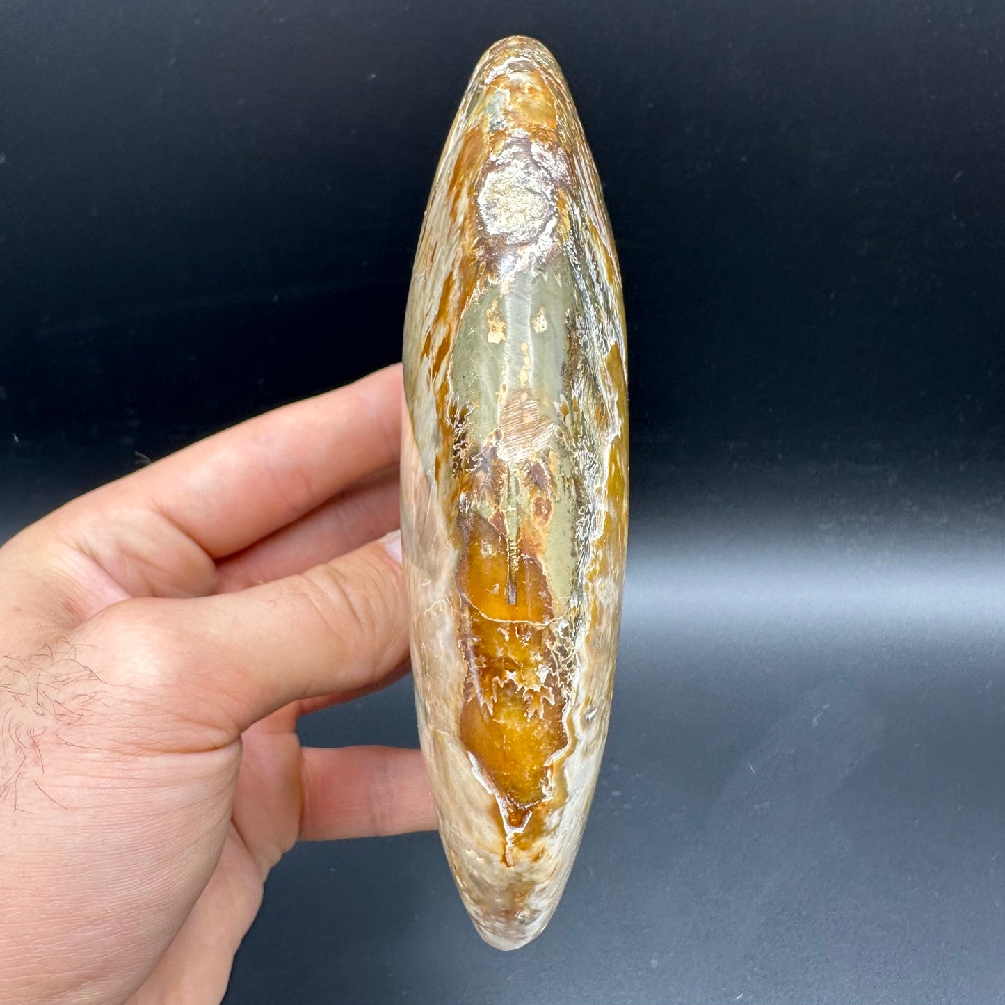 Cleoniceras Ammonite Fossil With Stand - Cretaceous Ammonite Madagascar
