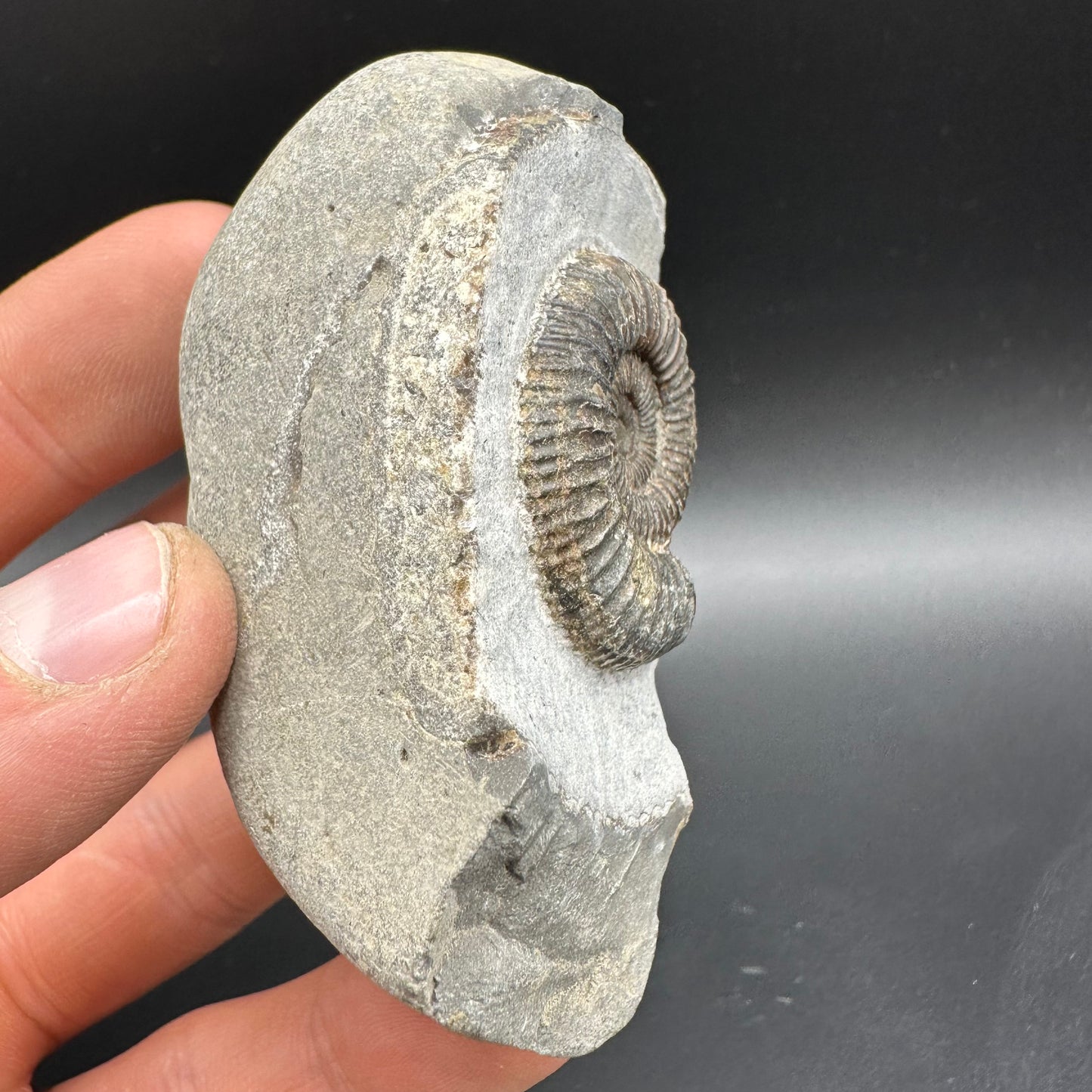 Dactylioceras Ammonite Fossil With Box And Stand - Whitby, North Yorkshire Jurassic Coast Yorkshire Fossils