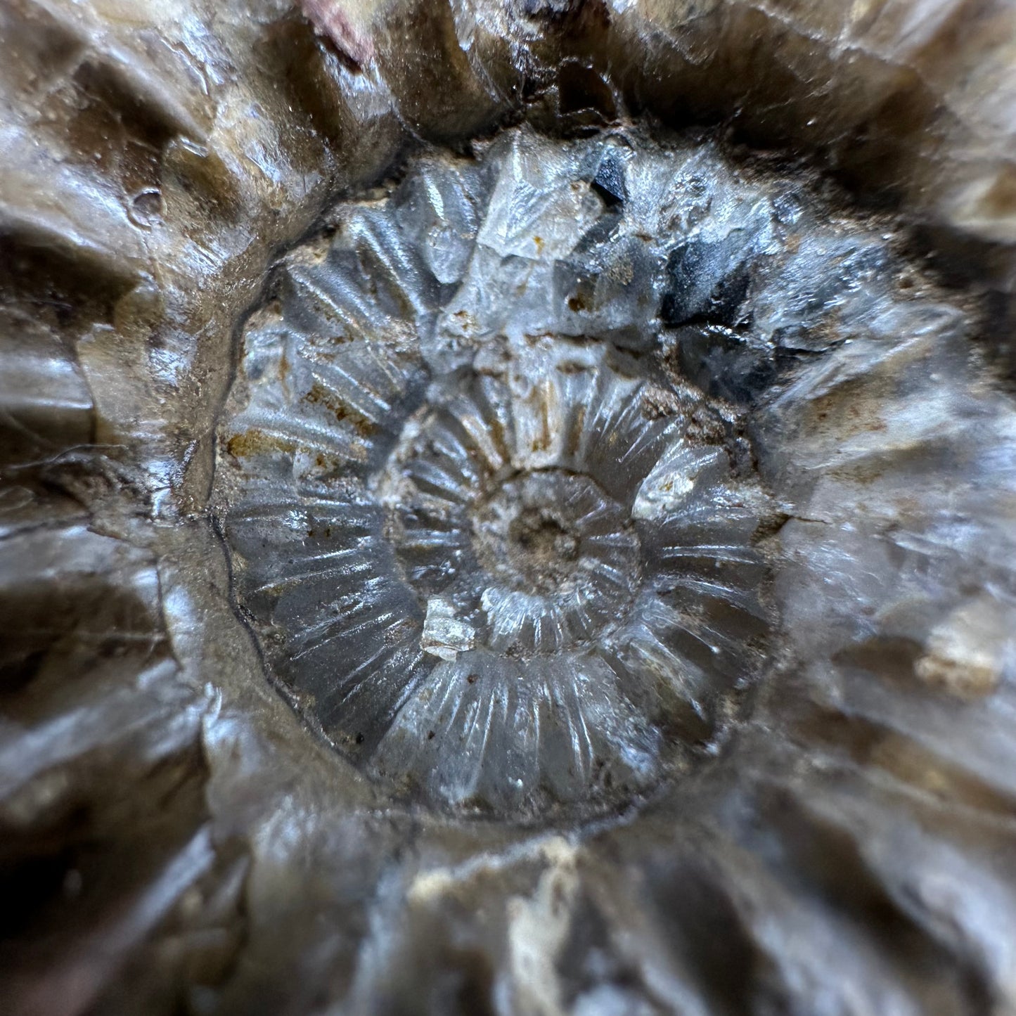 Androgynoceras capricornus Ammonite fossil - Whitby, North Yorkshire Jurassic Coast Yorkshire Fossils