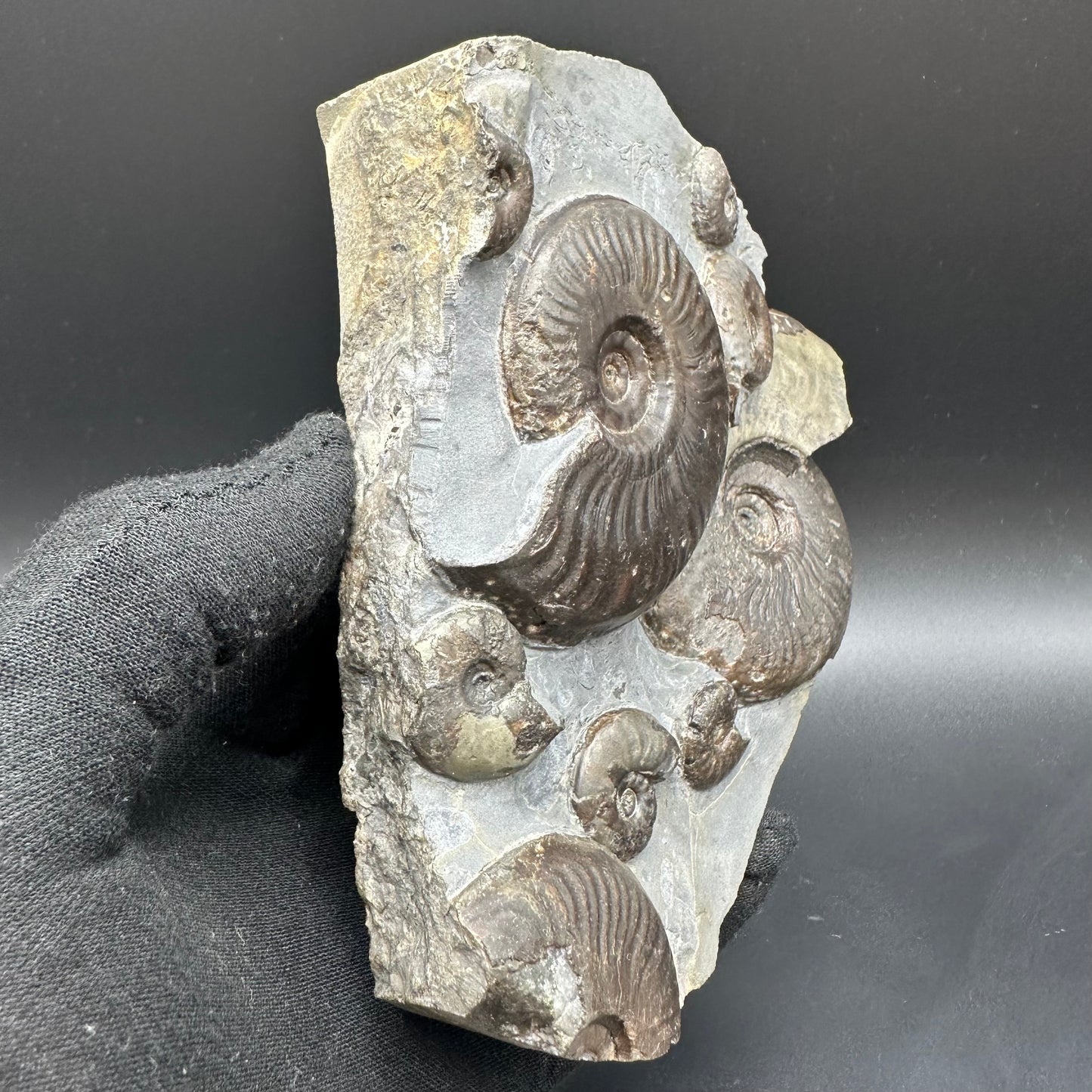 Eleganticeras Elegantulum ammonite fossil with stand - Whitby, North Yorkshire Jurassic Coast, Yorkshire Fossils