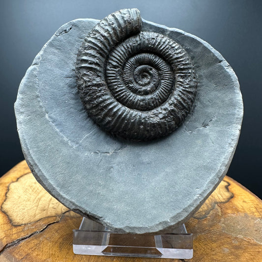 Dactylioceras Ammonite Fossil With box and Stand - Whitby, North Yorkshire Jurassic Coast Yorkshire Fossils