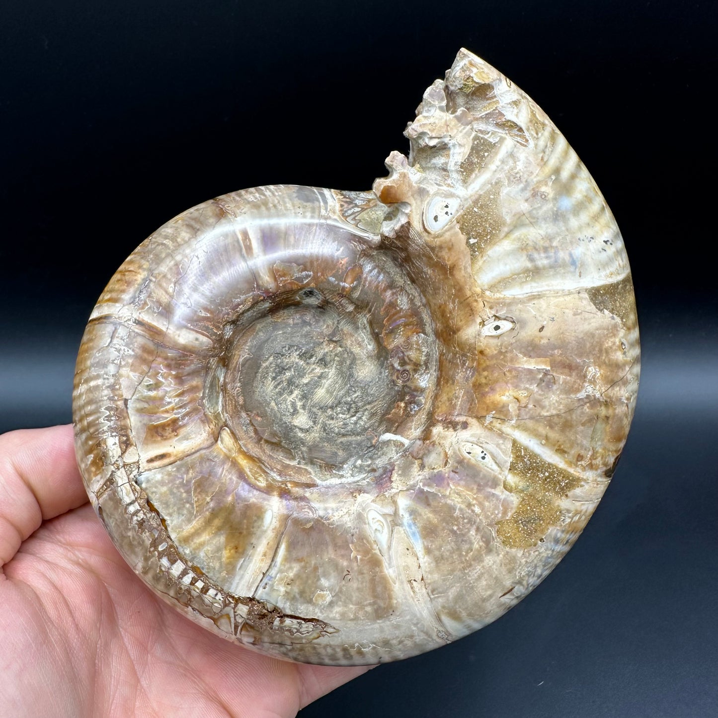 Puzosia Ammonite Fossil With Stand - Cretaceous Ammonite Madagascar