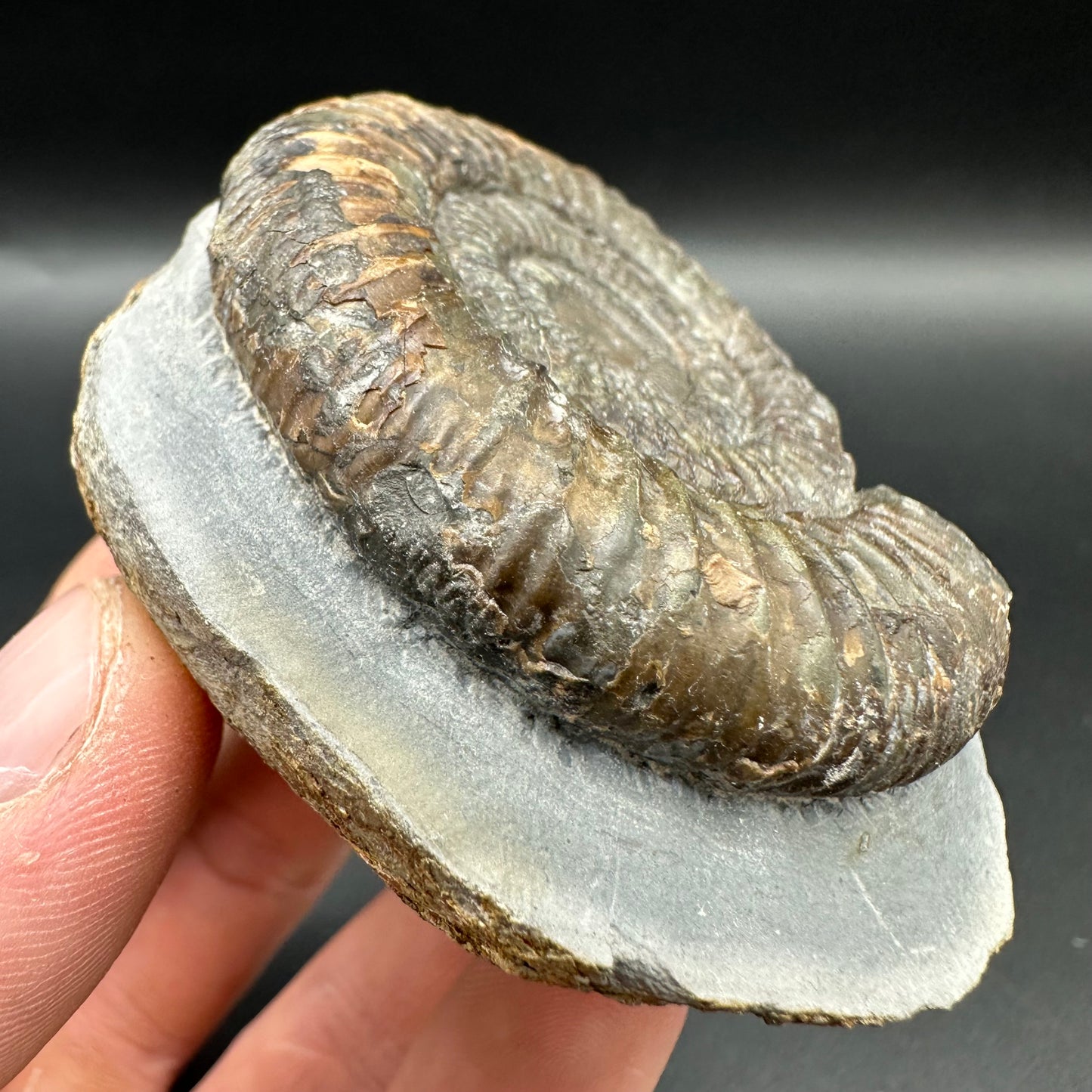 Dactylioceras Ammonite Fossil With Box And Stand - Whitby, North Yorkshire Jurassic Coast Yorkshire Fossils