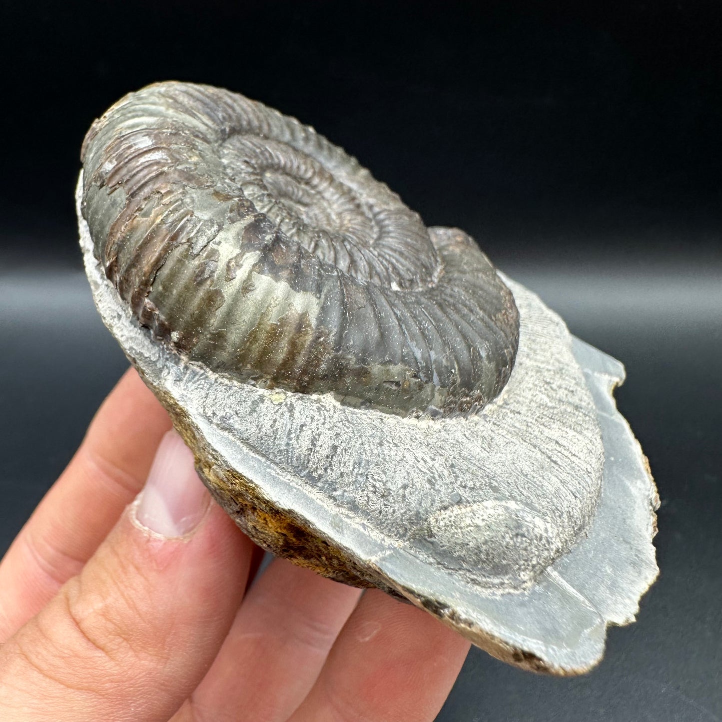 Catacoeloceras Sp. ammonite fossil with box and stand- Whitby, North Yorkshire Jurassic Coast Yorkshire Fossils