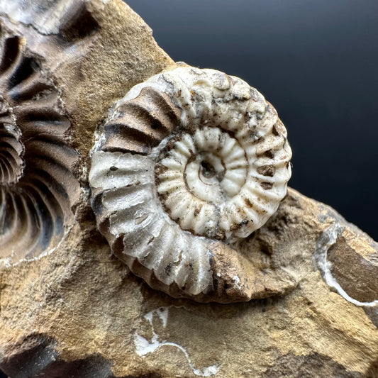 Androgynoceras capricornus Ammonite Fossil With Stand - Whitby, North Yorkshire Jurassic Coast Yorkshire Fossils