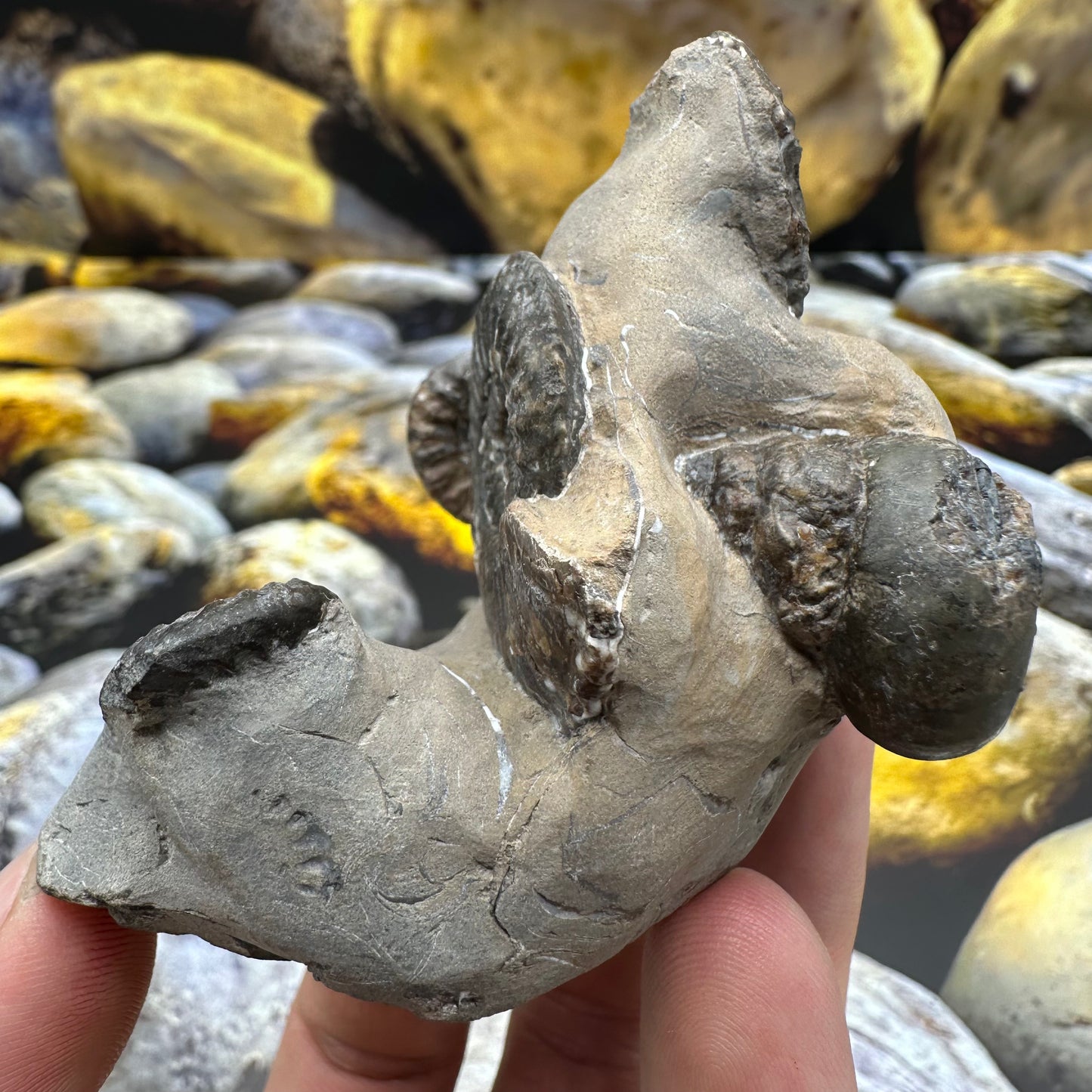 Amaltheus subnodosus ammonite fossil - Whitby, North Yorkshire