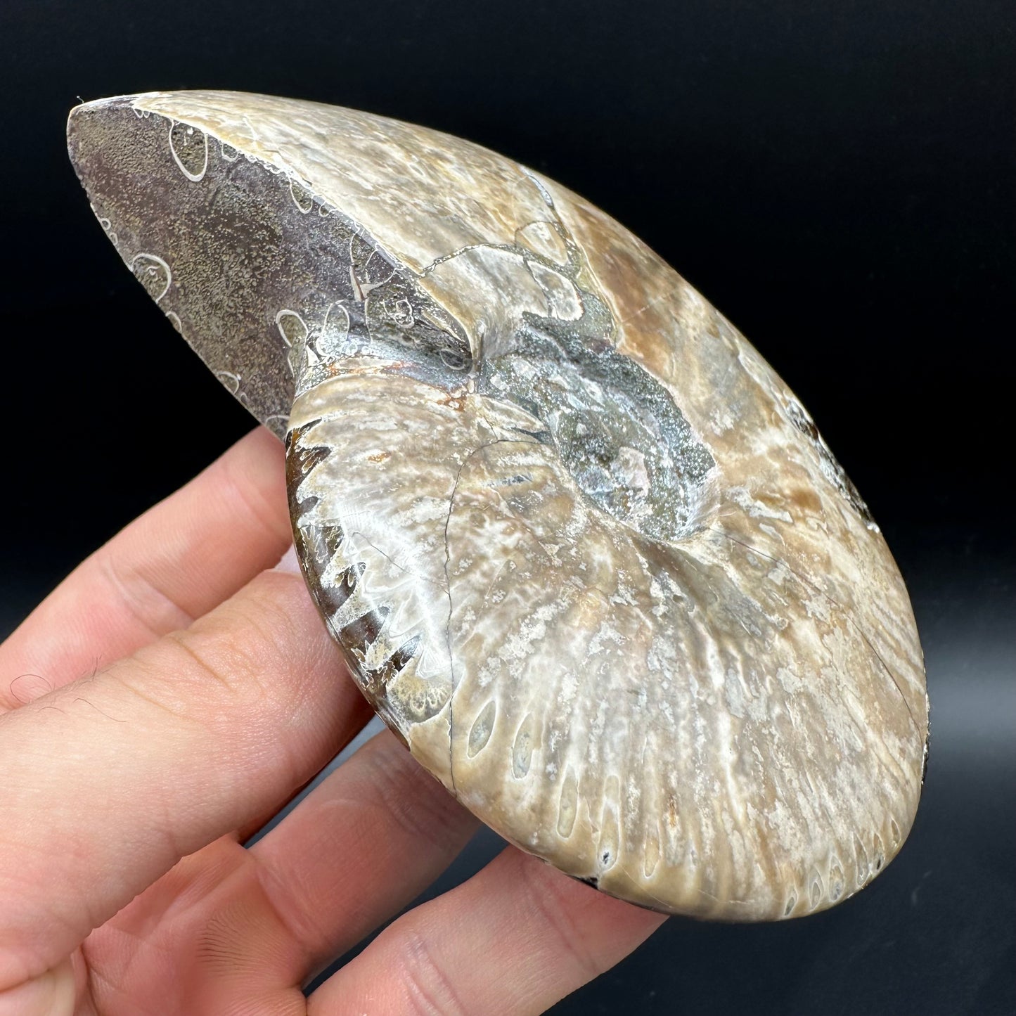 Cleoniceras Ammonite Fossil With Box And Stand - Cretaceous Ammonite Madagascar