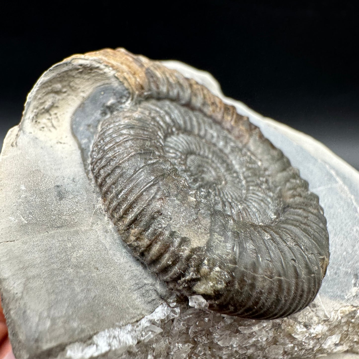Dactylioceras Ammonite Fossil With Box And Stand - Whitby, North Yorkshire Jurassic Coast Yorkshire Fossils