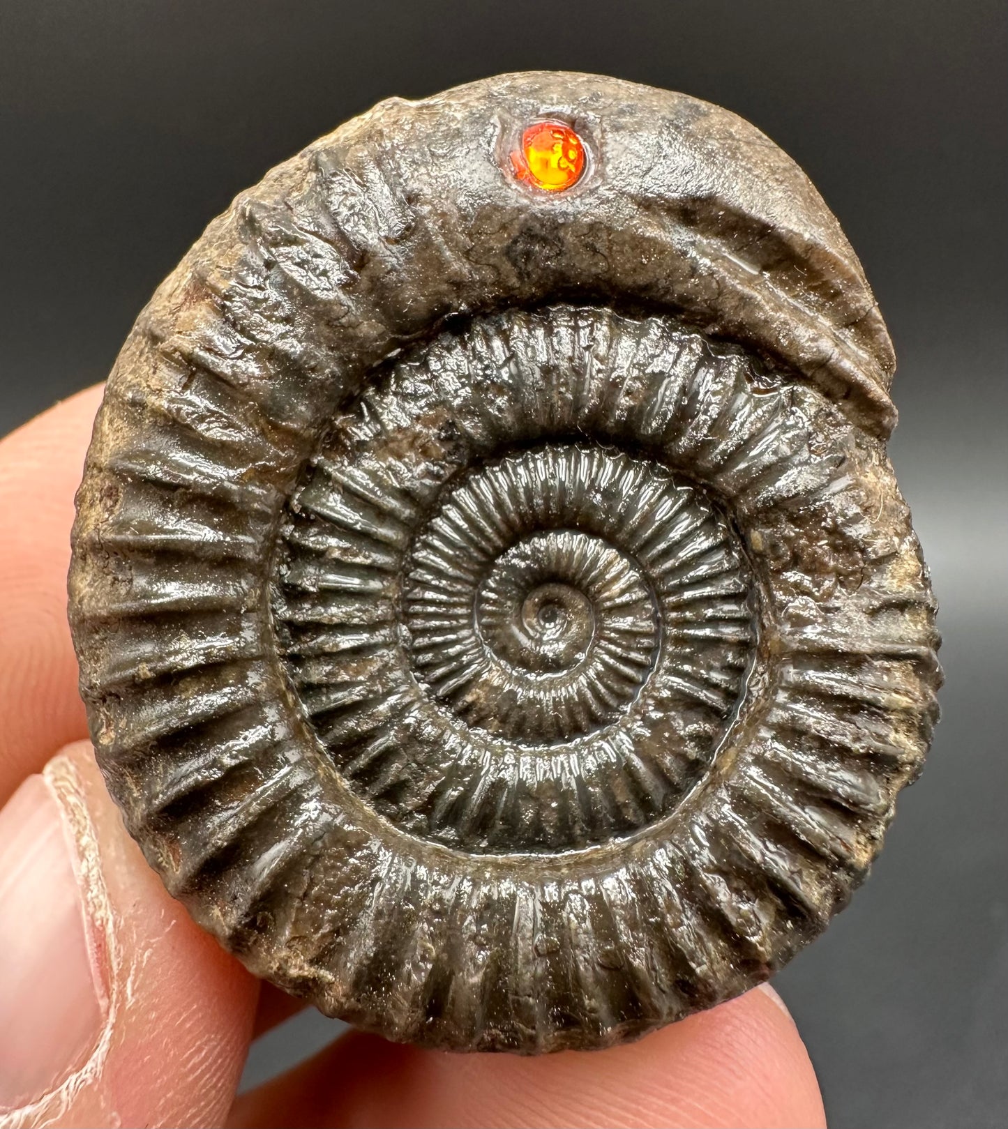Snakestone Ammonite Fossil With Bag/Box And Stand - Whitby, North Yorkshire Jurassic Coast Yorkshire Fossils