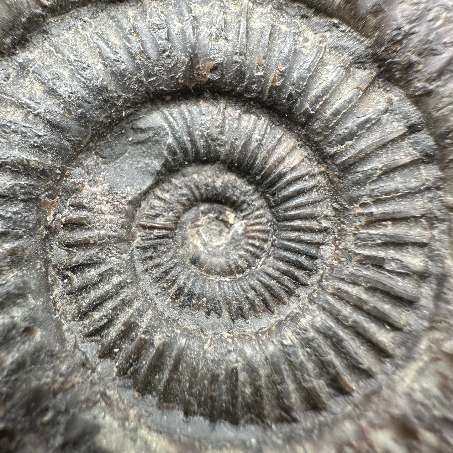 Dactylioceras Ammonite Fossil With Box And Stand - Whitby, North Yorkshire Jurassic Coast Yorkshire Fossils