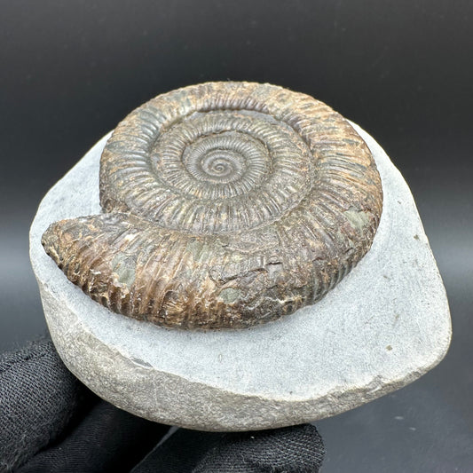 Dactylioceras Ammonite Fossil With Box And Stand - Whitby, North Yorkshire Jurassic Coast Yorkshire Fossils