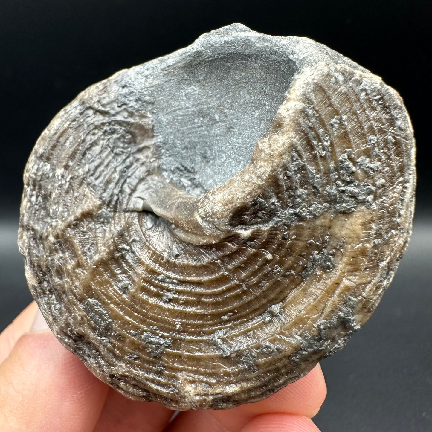 Gastropod Shell Fossil With Box And Stand - Whitby, North Yorkshire, Jurassic Coast, Yorkshire Fossils