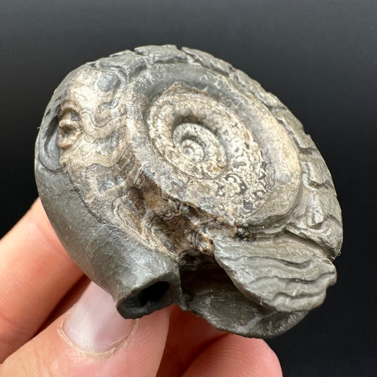 Snakestone Ammonite Fossil With Bag/Box And Stand - Whitby, North Yorkshire Jurassic Coast Yorkshire Fossils