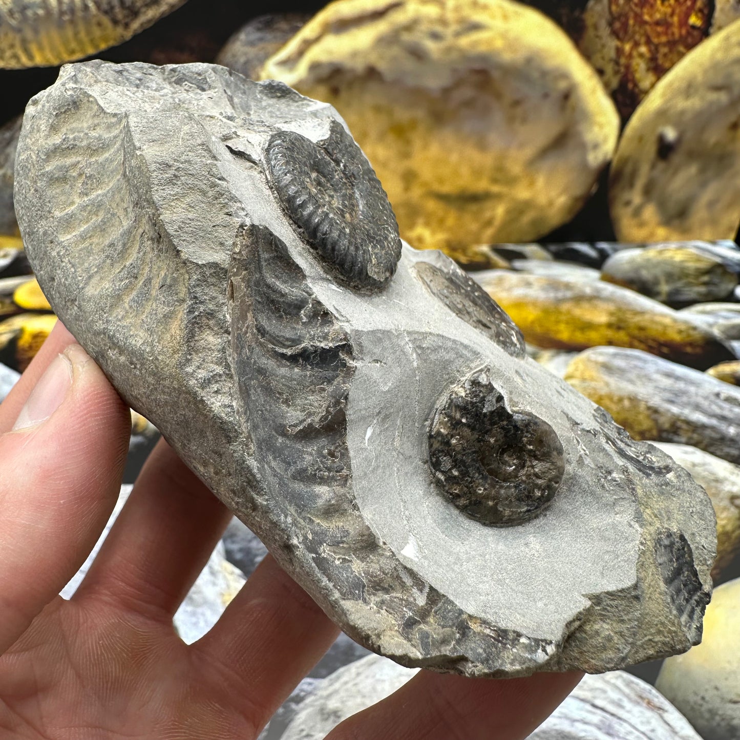 Grammoceras thoaurense ammonite shell fossil - Whitby, North Yorkshire
