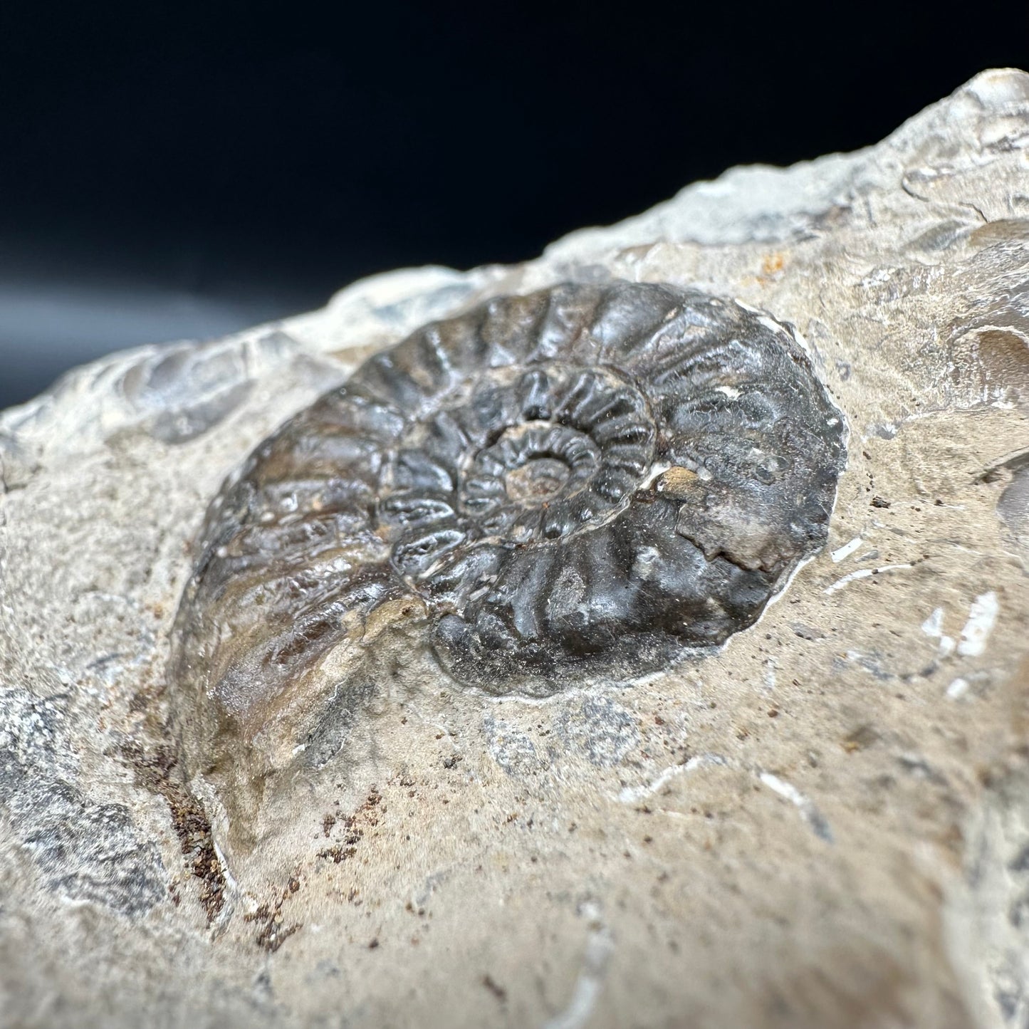 Amaltheus subnodosus Ammonite fossil with box and stand - Whitby, North Yorkshire Jurassic Coast Yorkshire Fossils