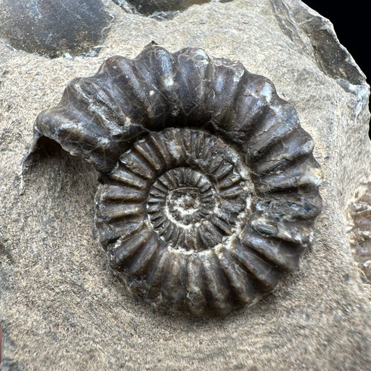 Androgynoceras capricornus Ammonite fossil with box and stand - Whitby, North Yorkshire Jurassic Coast Yorkshire Fossils