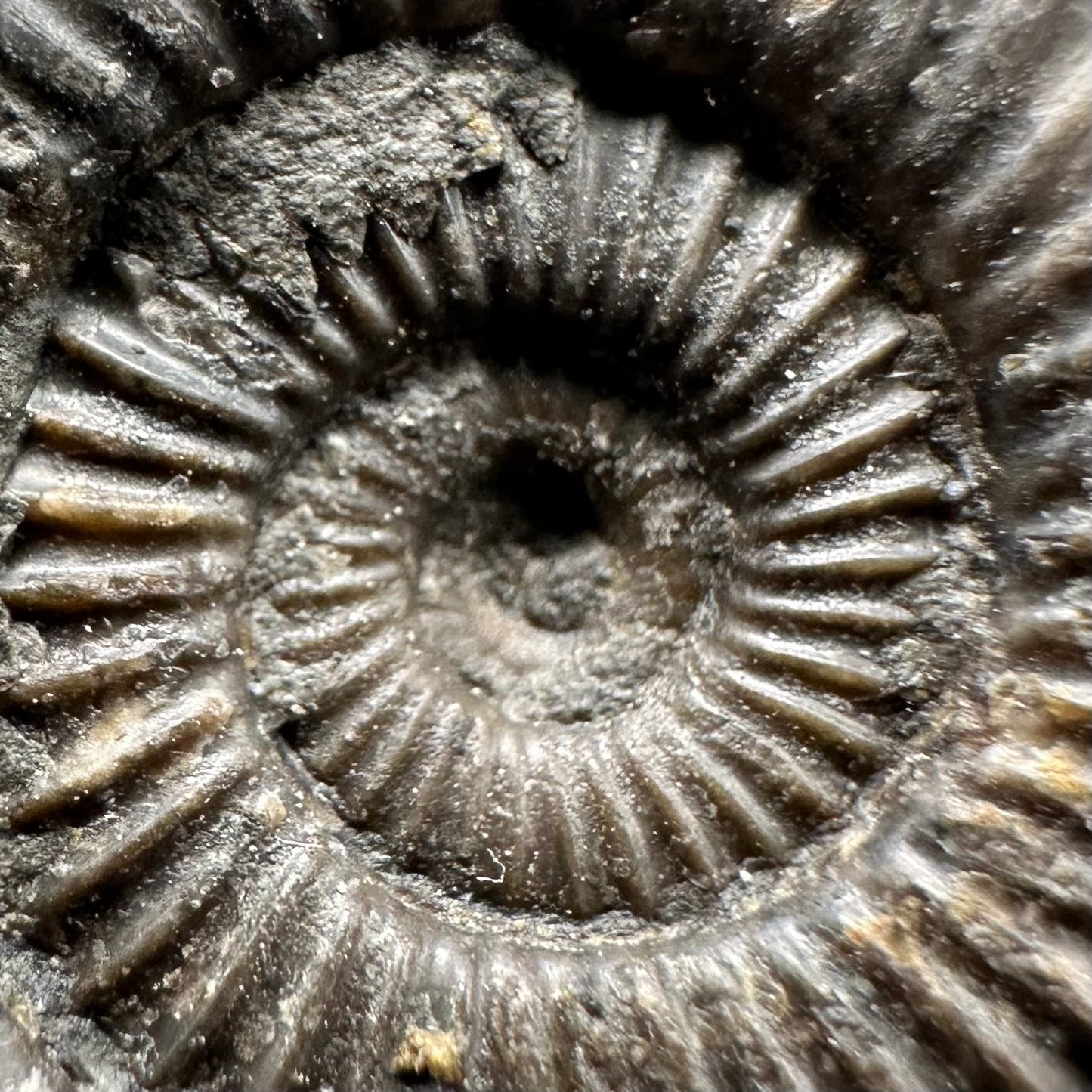 Dactylioceras Ammonite Fossil With Box And Stand - Whitby, North Yorkshire Jurassic Coast Yorkshire Fossils