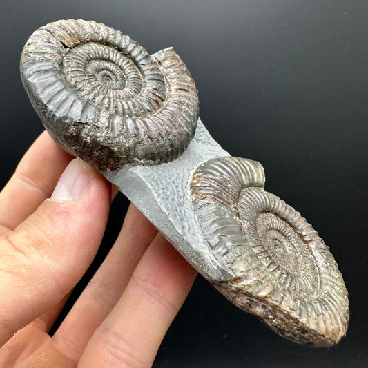 Dactylioceras Ammonite Fossil With Stand - Whitby, North Yorkshire Jurassic Coast Yorkshire Fossils