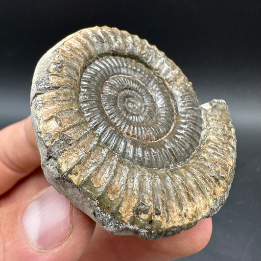 Dactylioceras Ammonite Fossil With box and Stand - Whitby, North Yorkshire Jurassic Coast Yorkshire Fossils