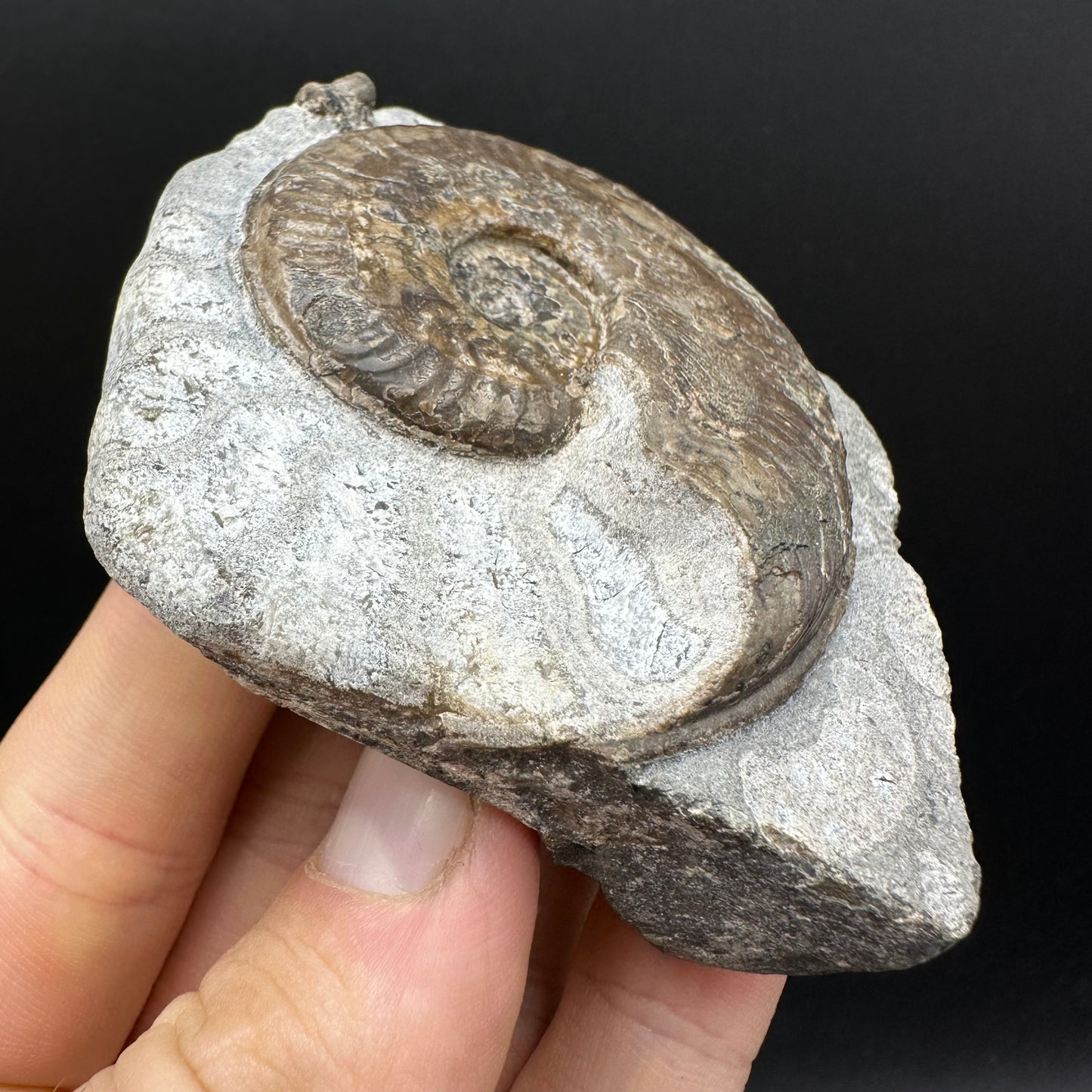 Harpoceras Sp. Ammonite fossil with box and stand - Whitby, North Yorkshire Jurassic Coast Yorkshire Fossils