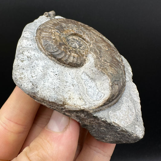 Harpoceras Sp. Ammonite fossil with box and stand - Whitby, North Yorkshire Jurassic Coast Yorkshire Fossils