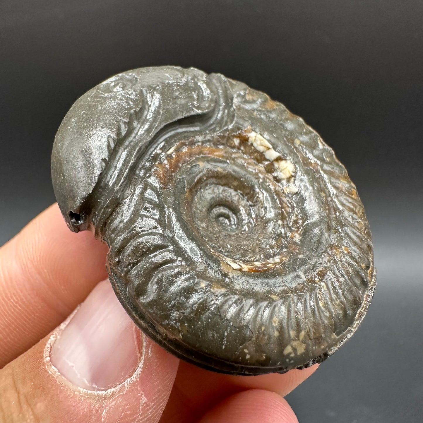 Snakestone Ammonite Fossil With Bag/Box And Stand - Whitby, North Yorkshire Jurassic Coast Yorkshire Fossils