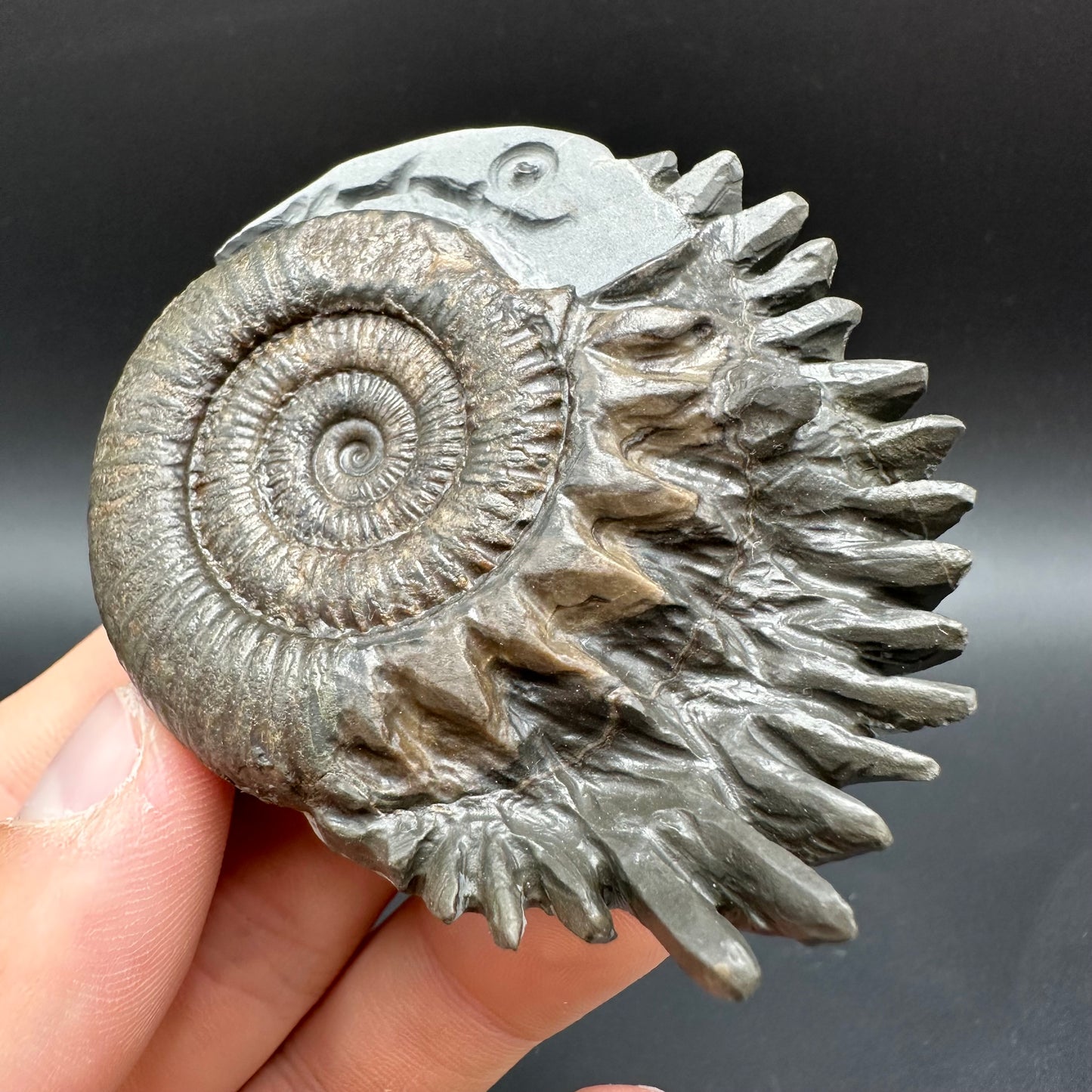 Snakestone Ammonite Fossil With Bag/Box And Stand - Whitby, North Yorkshire Jurassic Coast Yorkshire Fossils