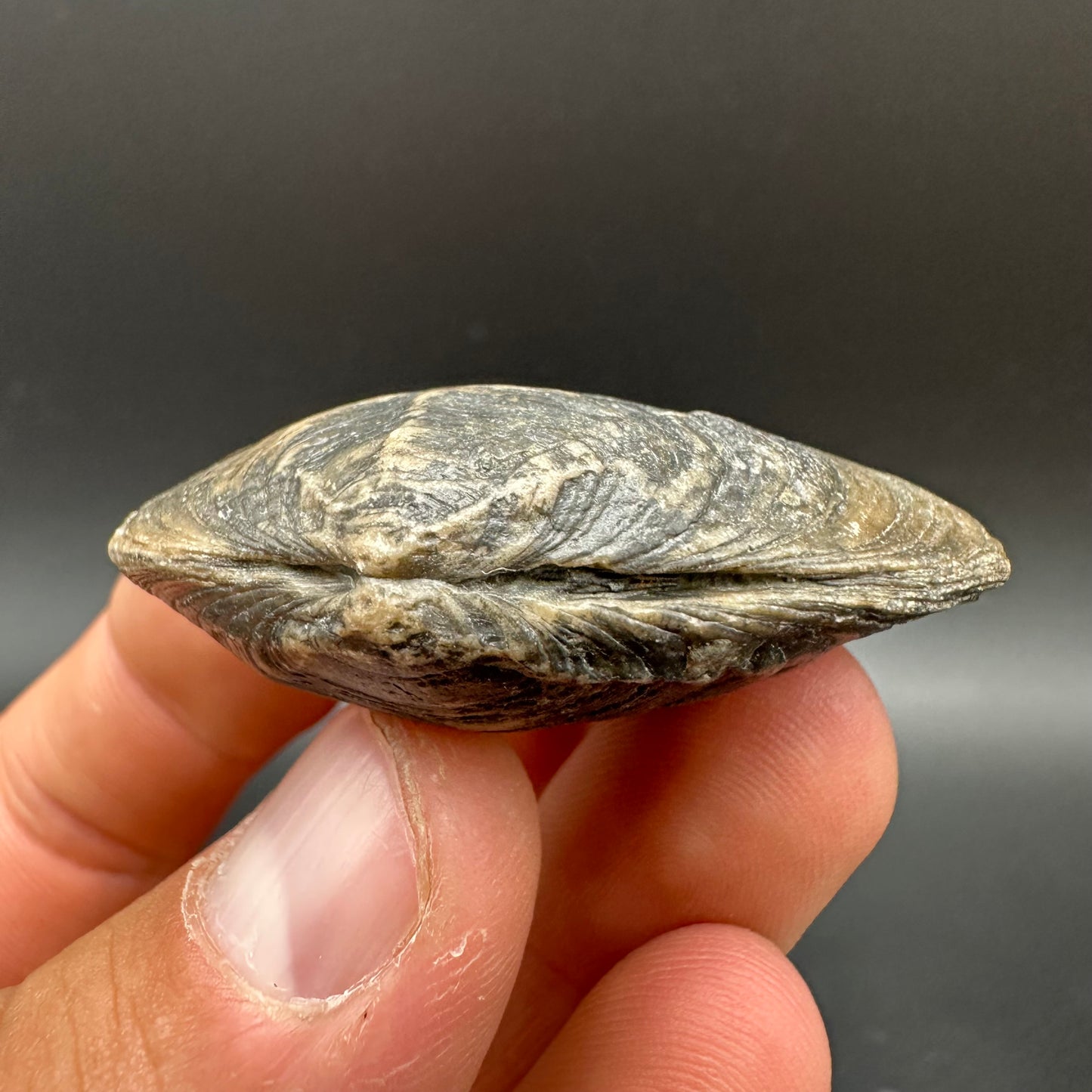Shell fossil with box and stand - Whitby, North Yorkshire, Jurassic Coast, Yorkshire Fossils