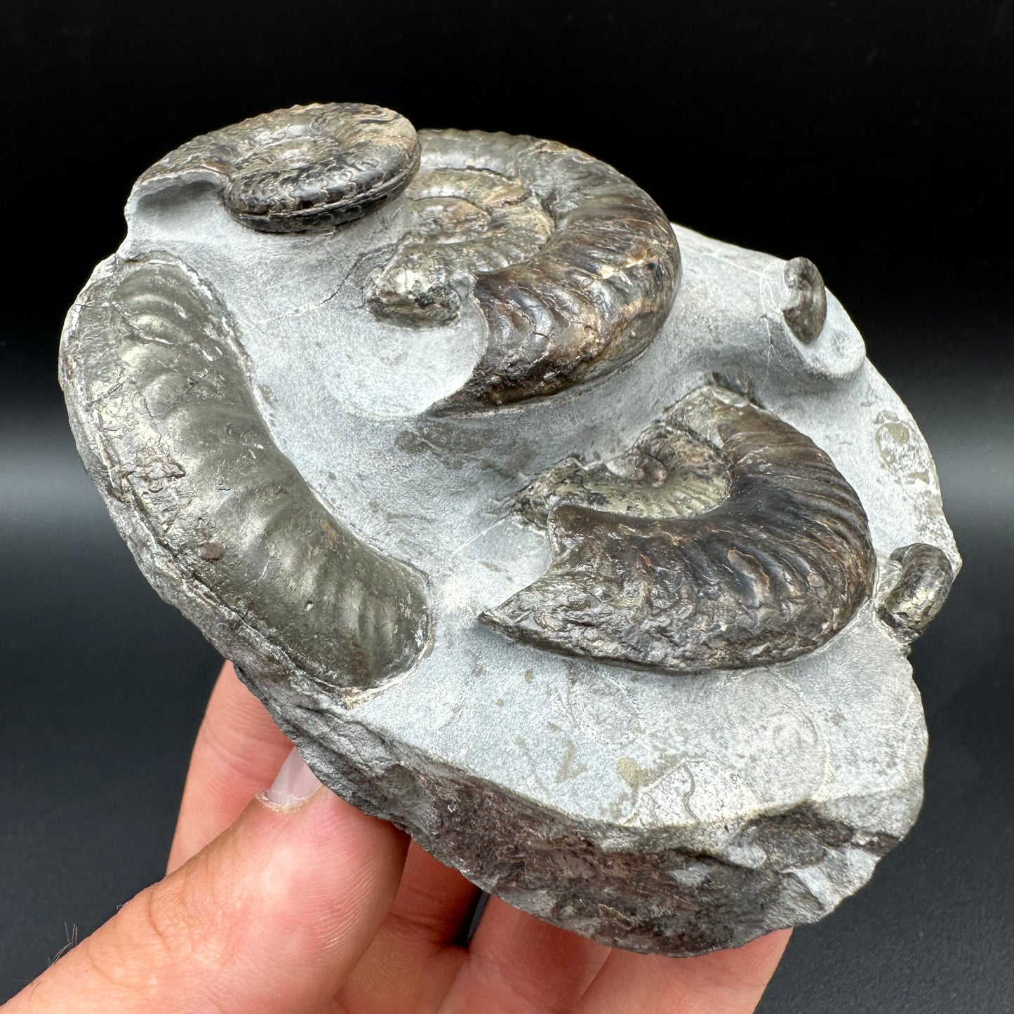 Grammoceras thoaurense Ammonite shell fossil with box and stand - Whitby, North Yorkshire, Yorkshire Fossils from the Jurassic Coast