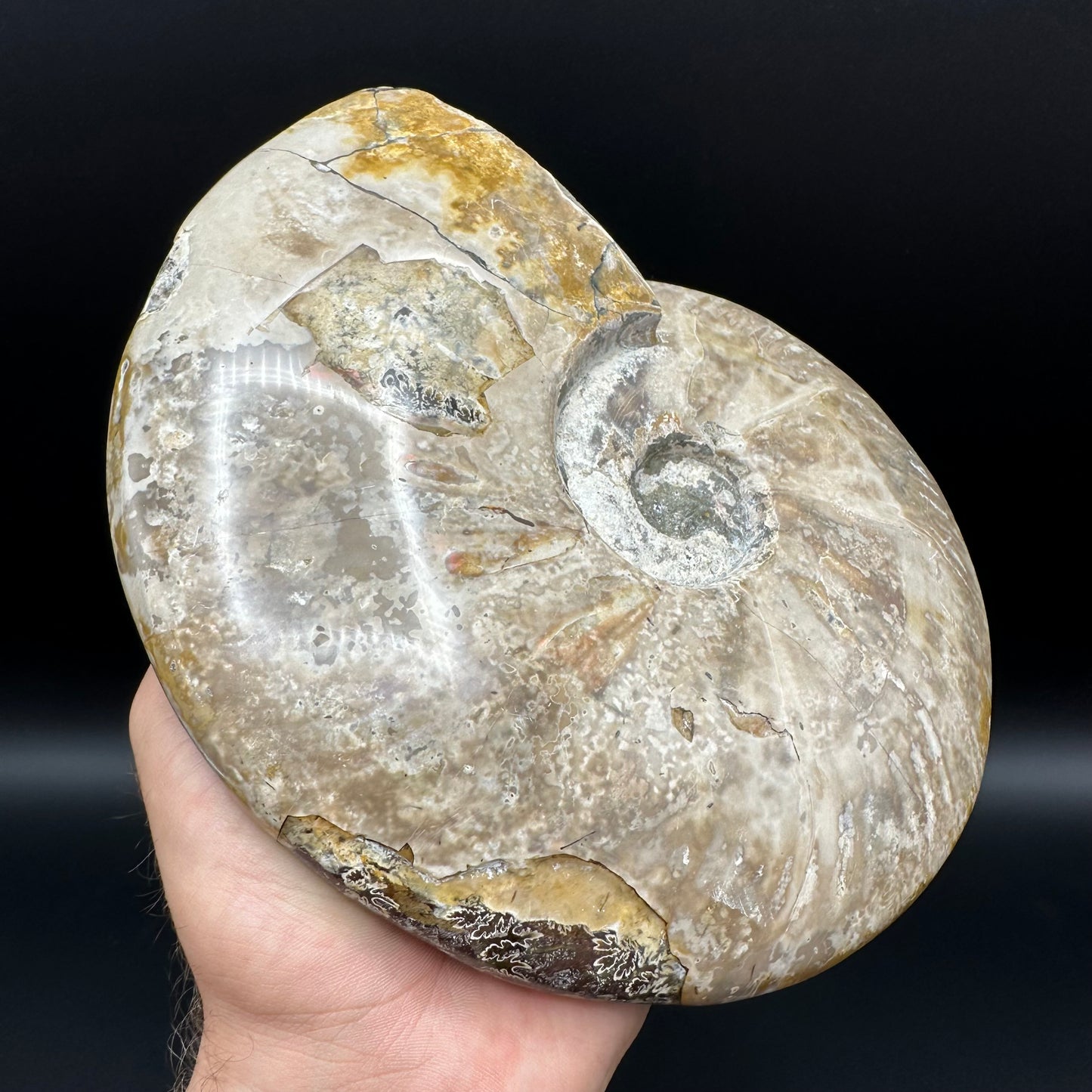 Cleoniceras Ammonite Fossil With Stand - Cretaceous Ammonite Madagascar