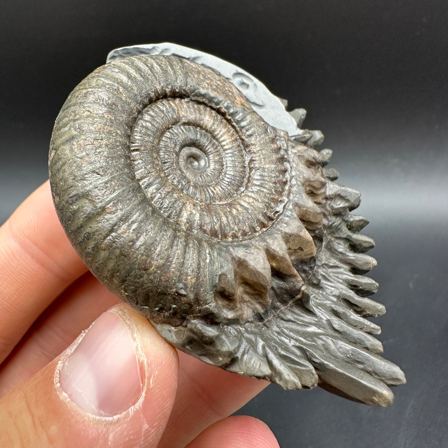 Snakestone Ammonite Fossil With Bag/Box And Stand - Whitby, North Yorkshire Jurassic Coast Yorkshire Fossils