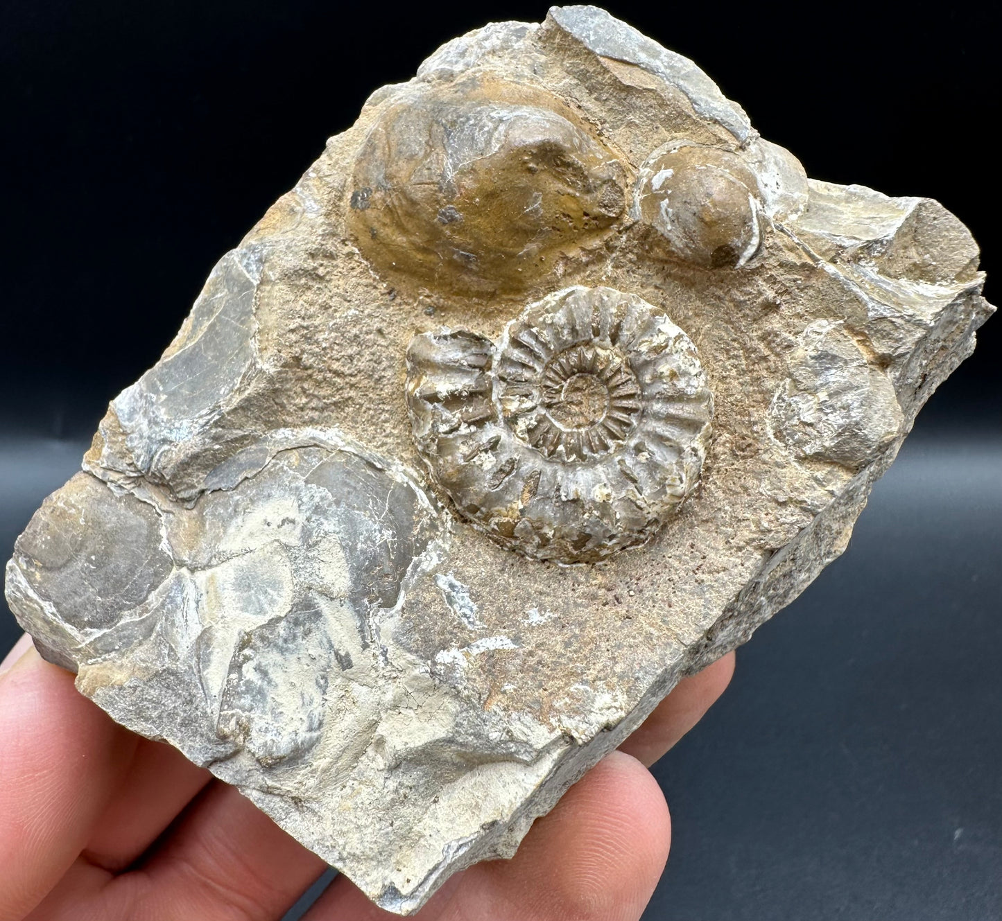 Androgynoceras capricornus Ammonite fossil with box and stand - Whitby, North Yorkshire Jurassic Coast Yorkshire Fossils