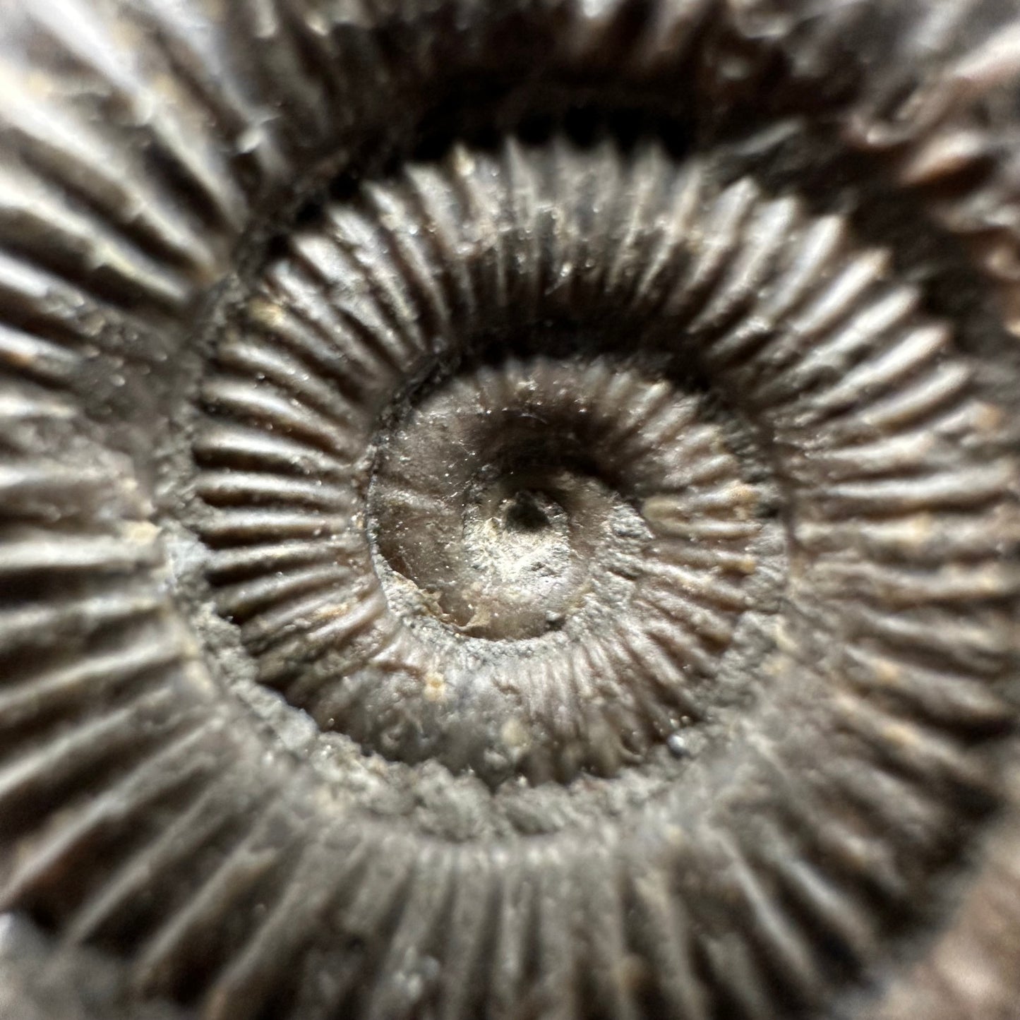 Dactylioceras Ammonite Fossil With Box And Stand - Whitby, North Yorkshire Jurassic Coast Yorkshire Fossils