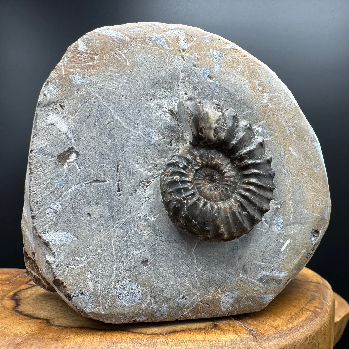 Pleuroceras paucicostatum ammonite fossil with box and stand - Whitby, North Yorkshire Jurassic Coast Yorkshire Fossils