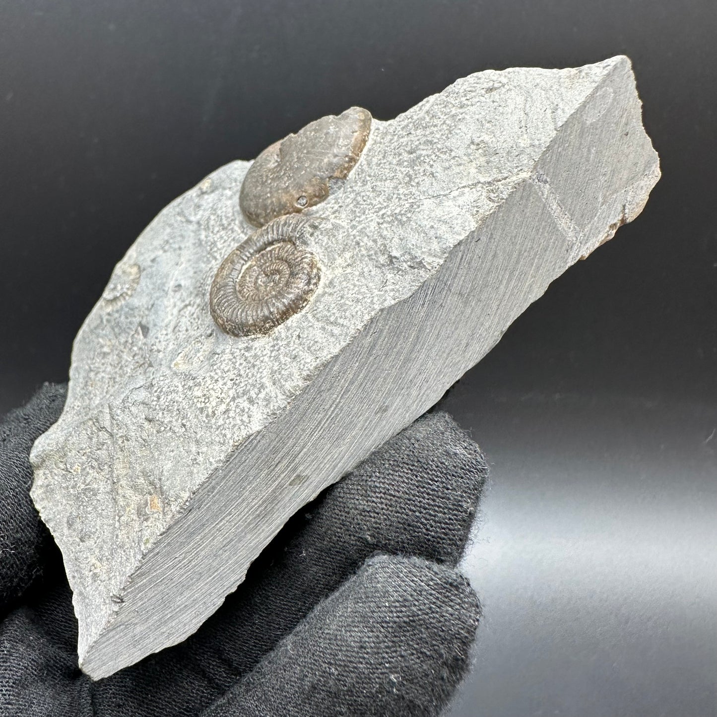 Gracile / Phylloceras Multi-block Ammonite Fossil With Box And Stand - Whitby, North Yorkshire Jurassic Coast Yorkshire Fossils
