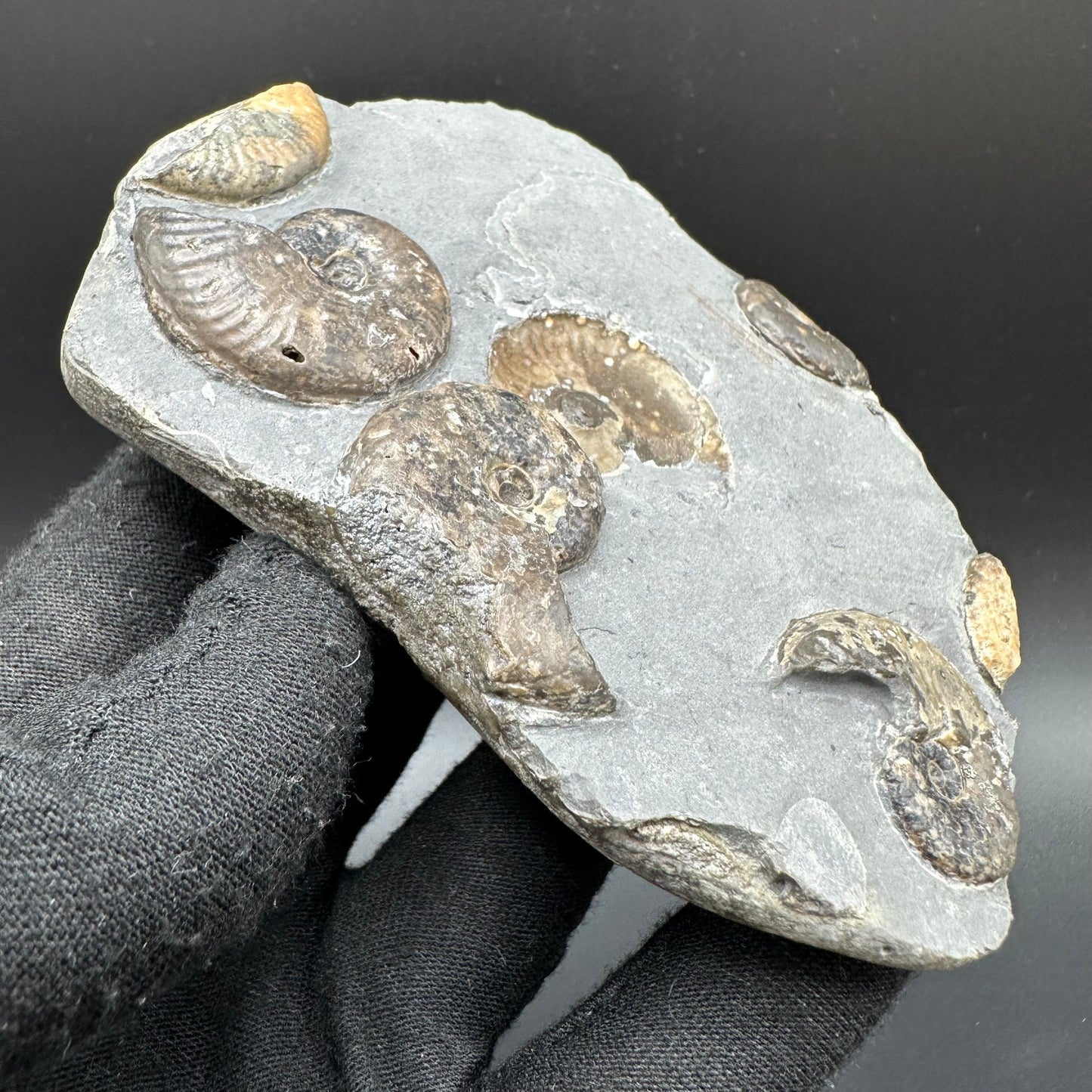 Eleganticeras Elegantulum ammonite with box and stand - Whitby, North Yorkshire Jurassic Coast, Yorkshire Fossils