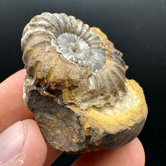 Androgynoceras capricornus Ammonite Fossil With Stand - Whitby, North Yorkshire Jurassic Coast Yorkshire Fossils