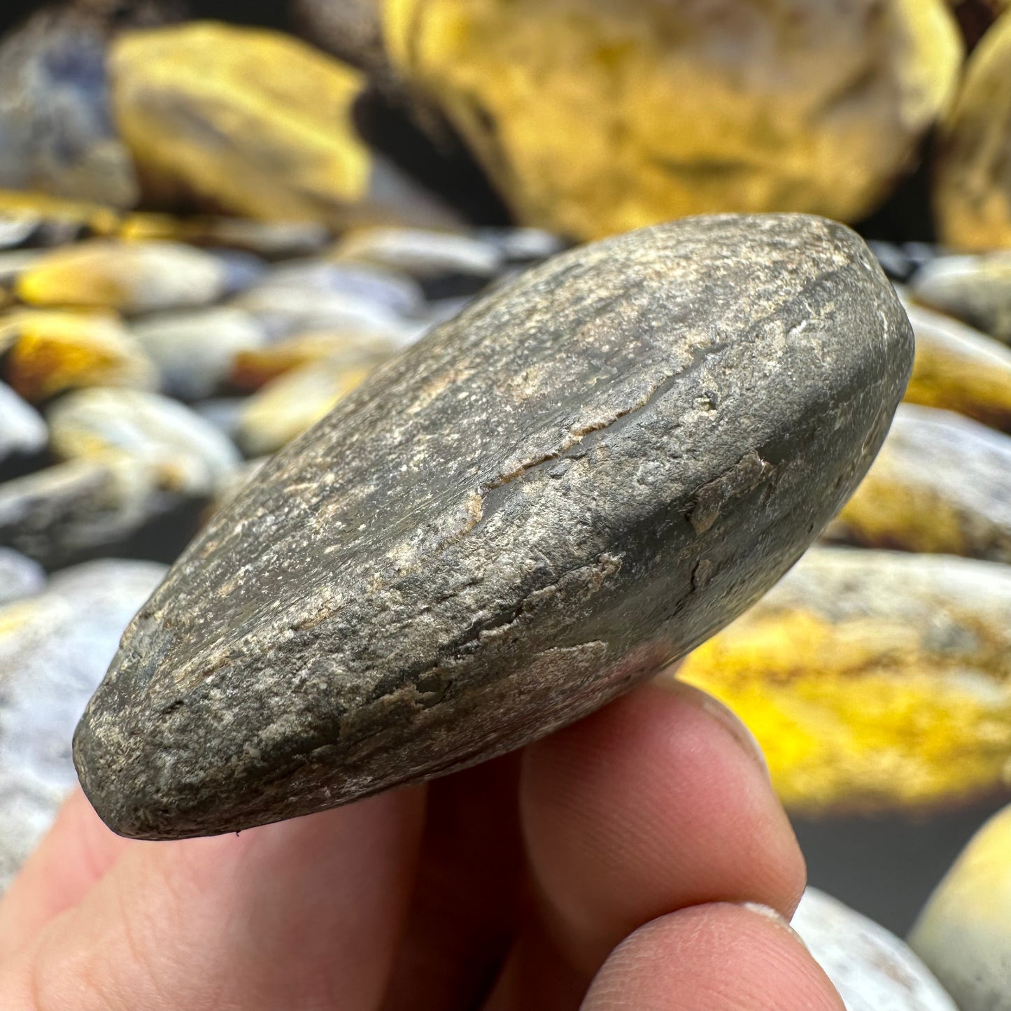 Shell fossil - Whitby, North Yorkshire
