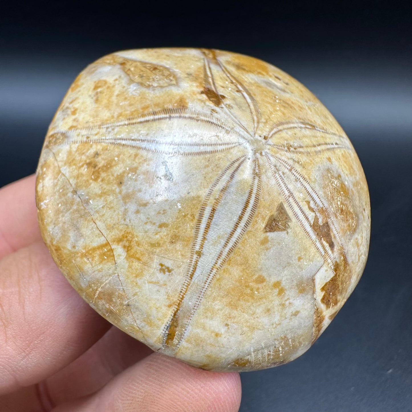 Holectypus Sea Urchin Fossil With Box And Stand - Middle Jurassic Madagascar
